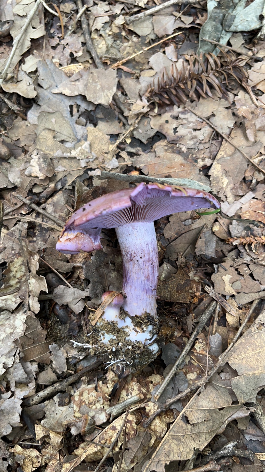 黏丝膜菌属