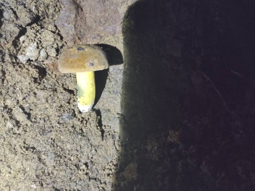 粉蓝牛肝菌