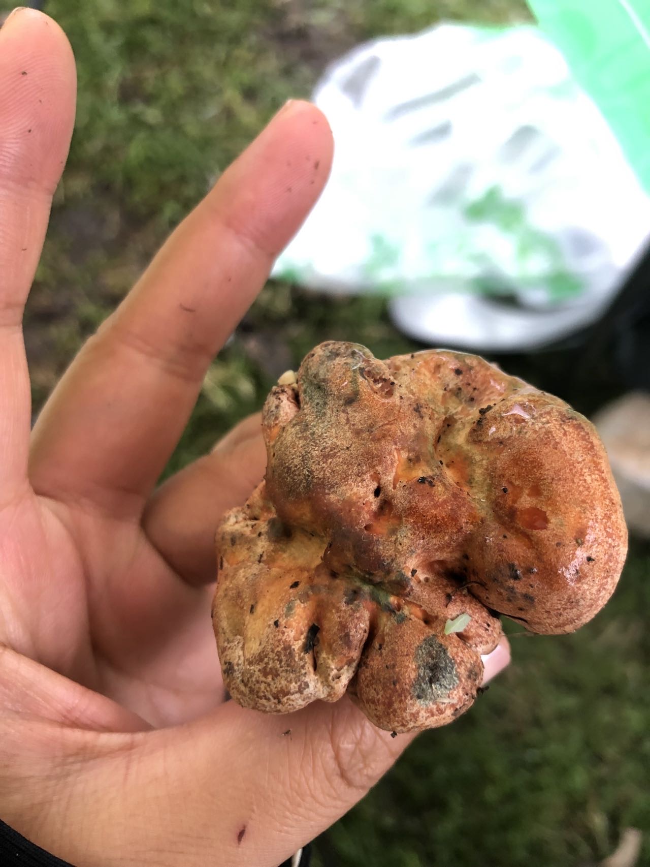 菌寄生属真菌