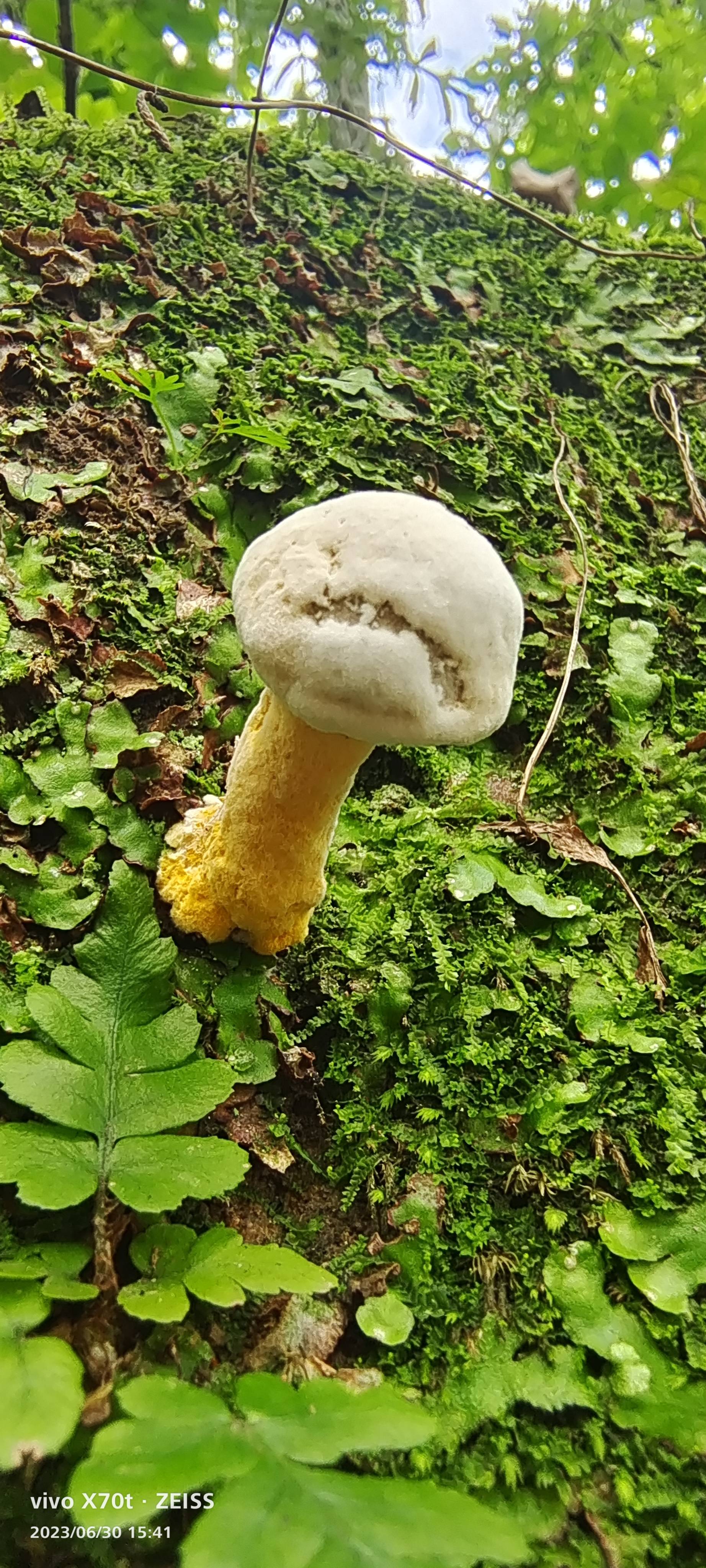 小孢菌寄生