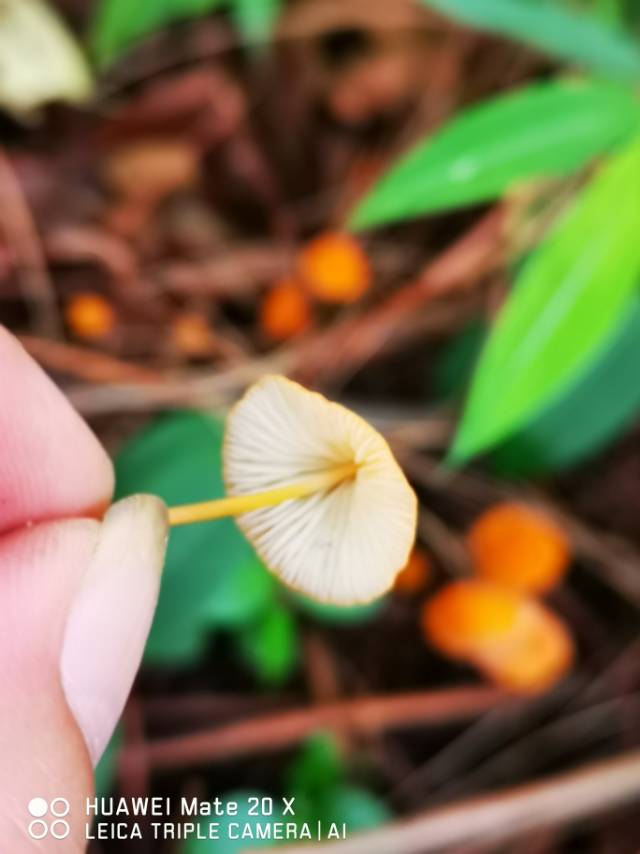 素贴山小皮伞