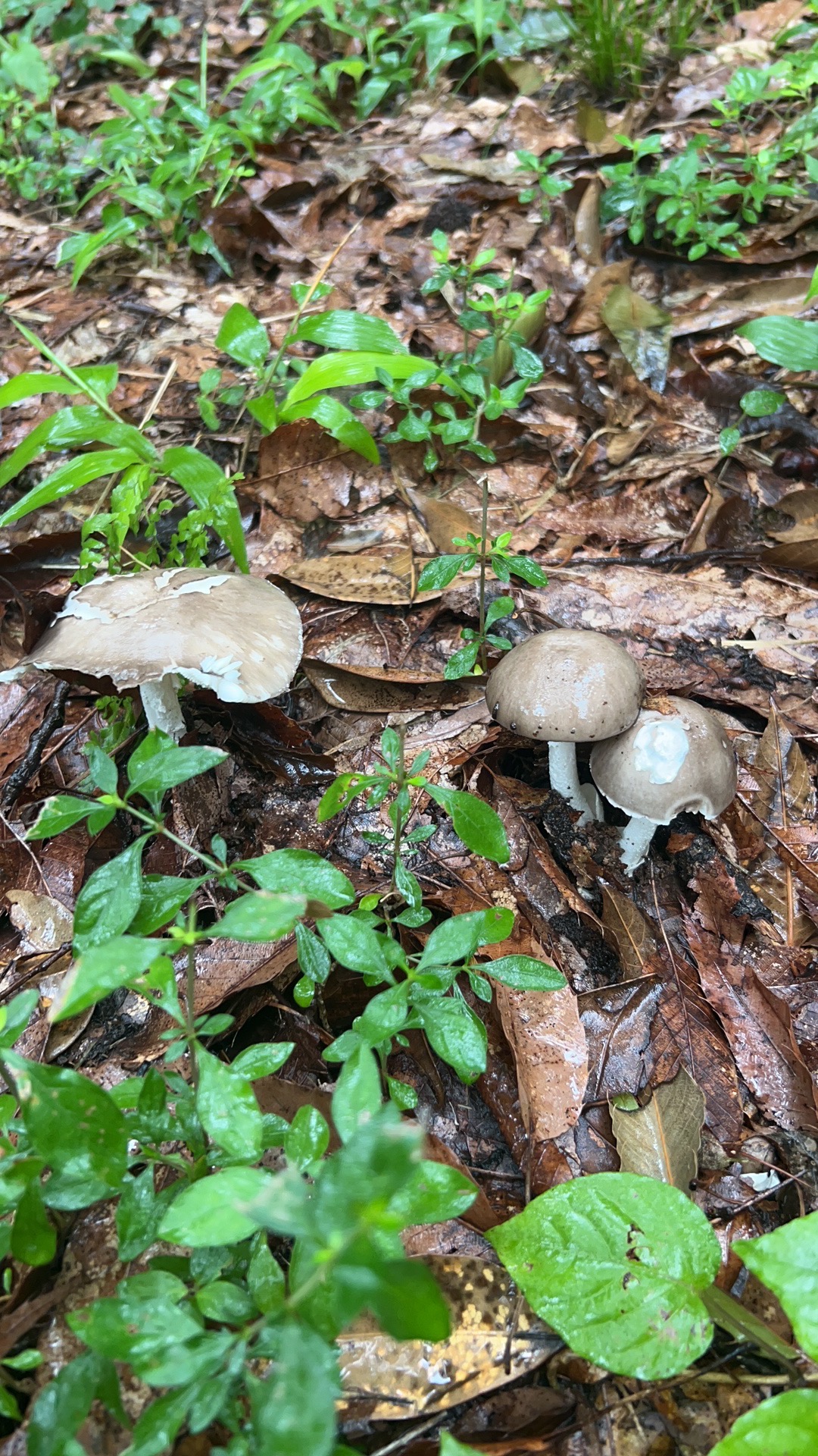 假褐云斑鹅膏