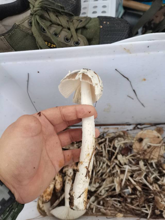 标本图片