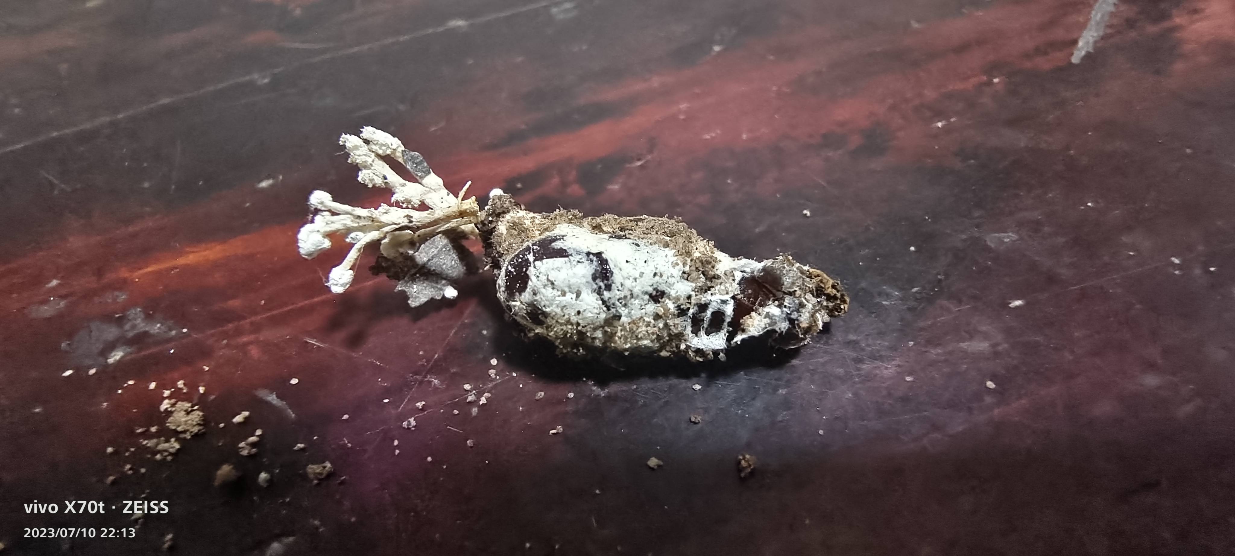 环链虫草