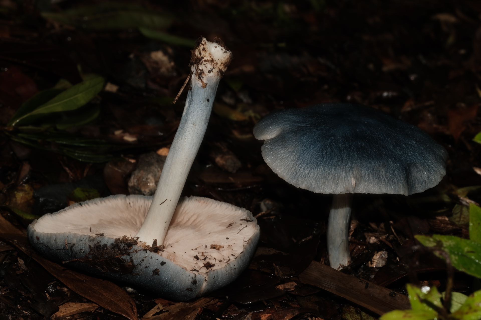 粉褶菌属某种