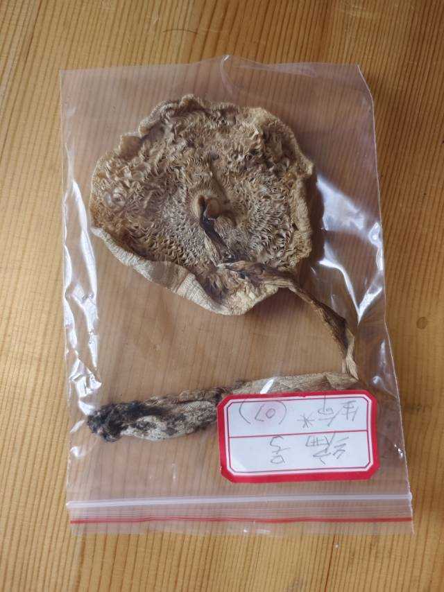 标本图片