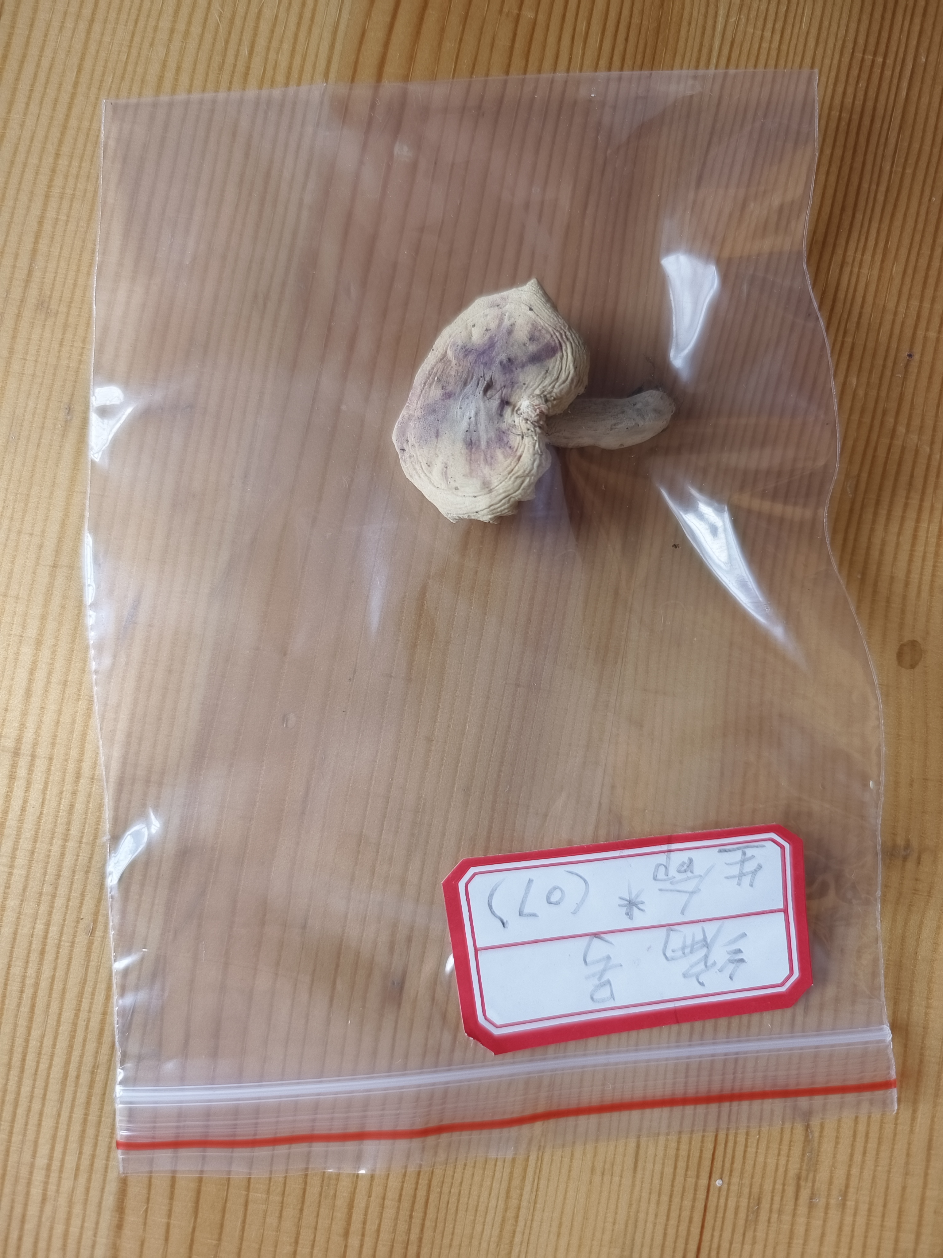 标本图片