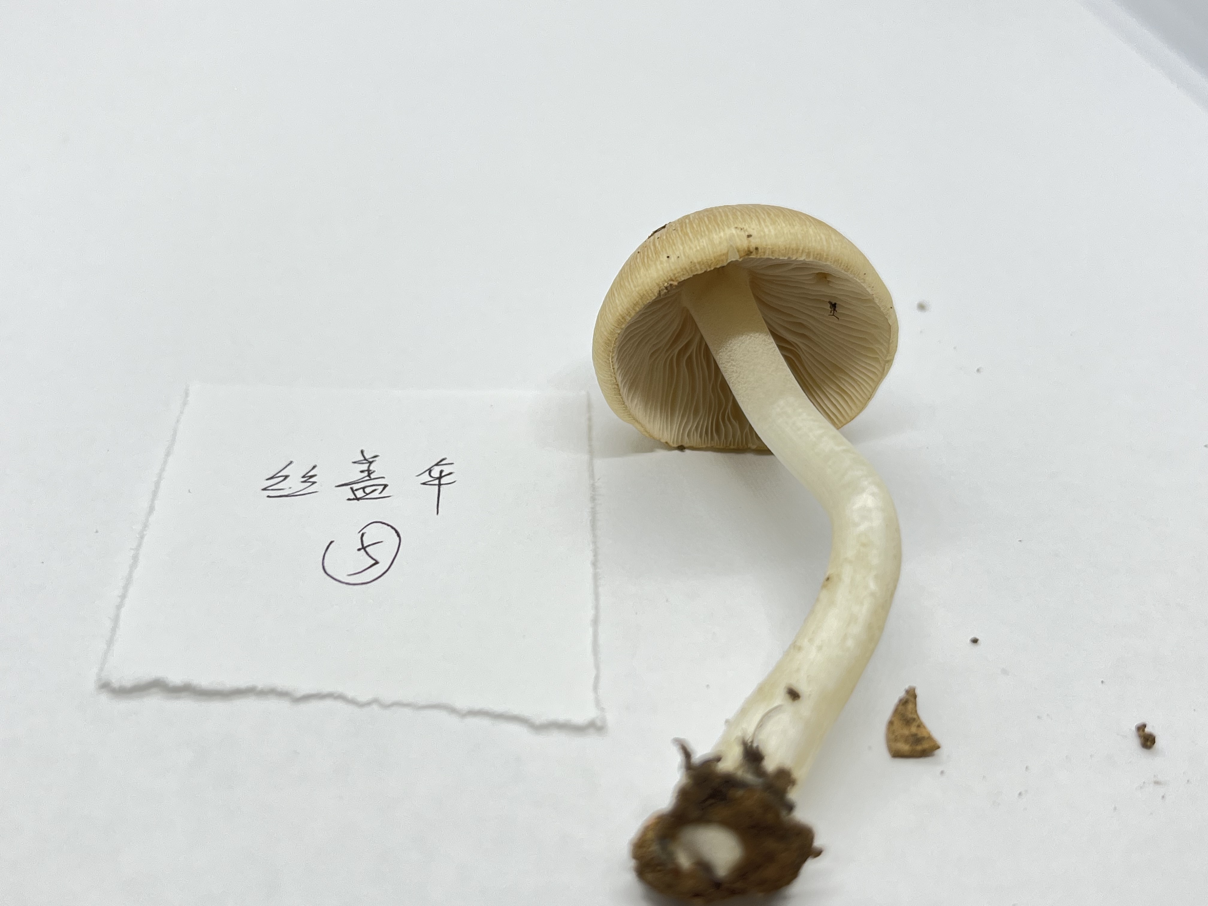 标本图片