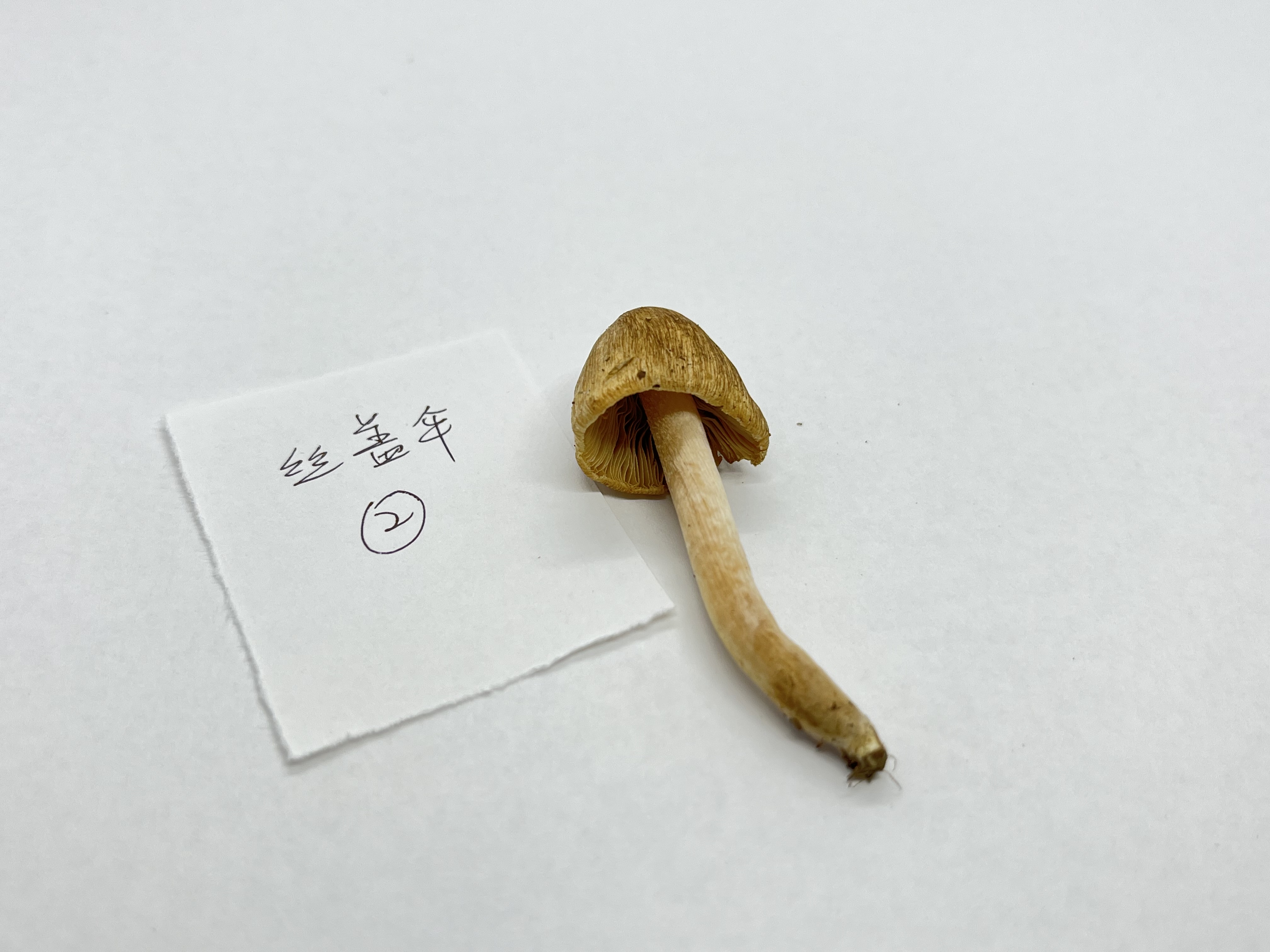 标本图片