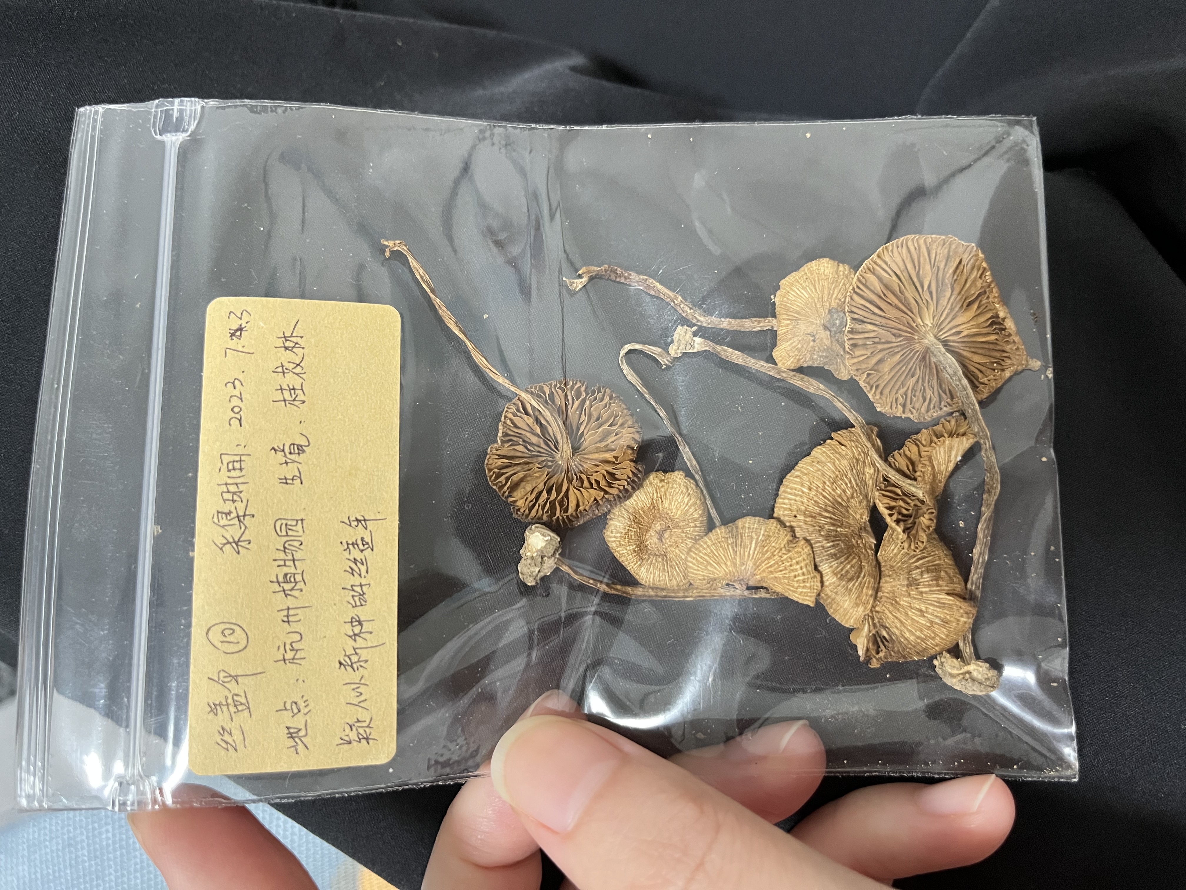 标本图片
