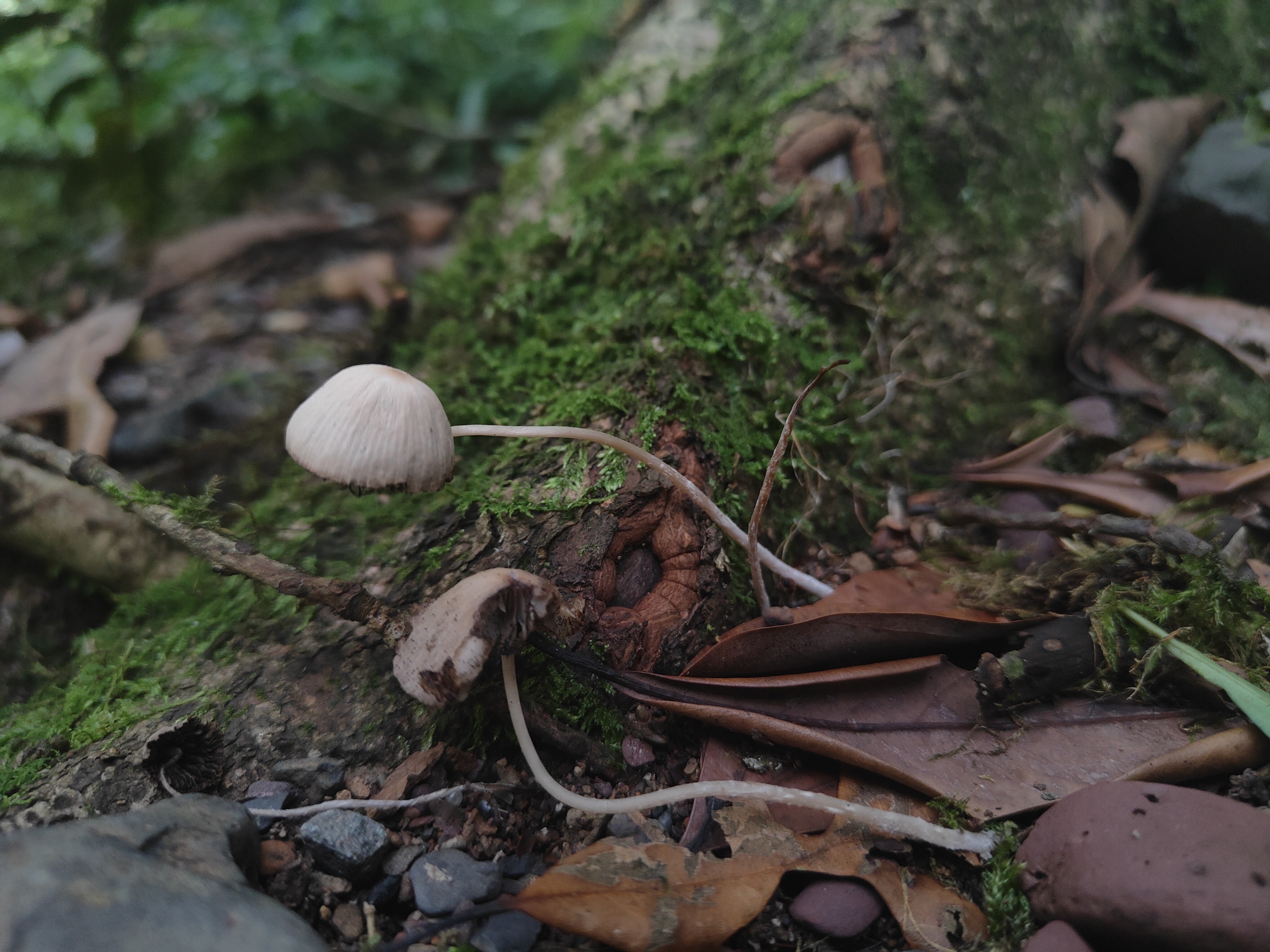 标本图片