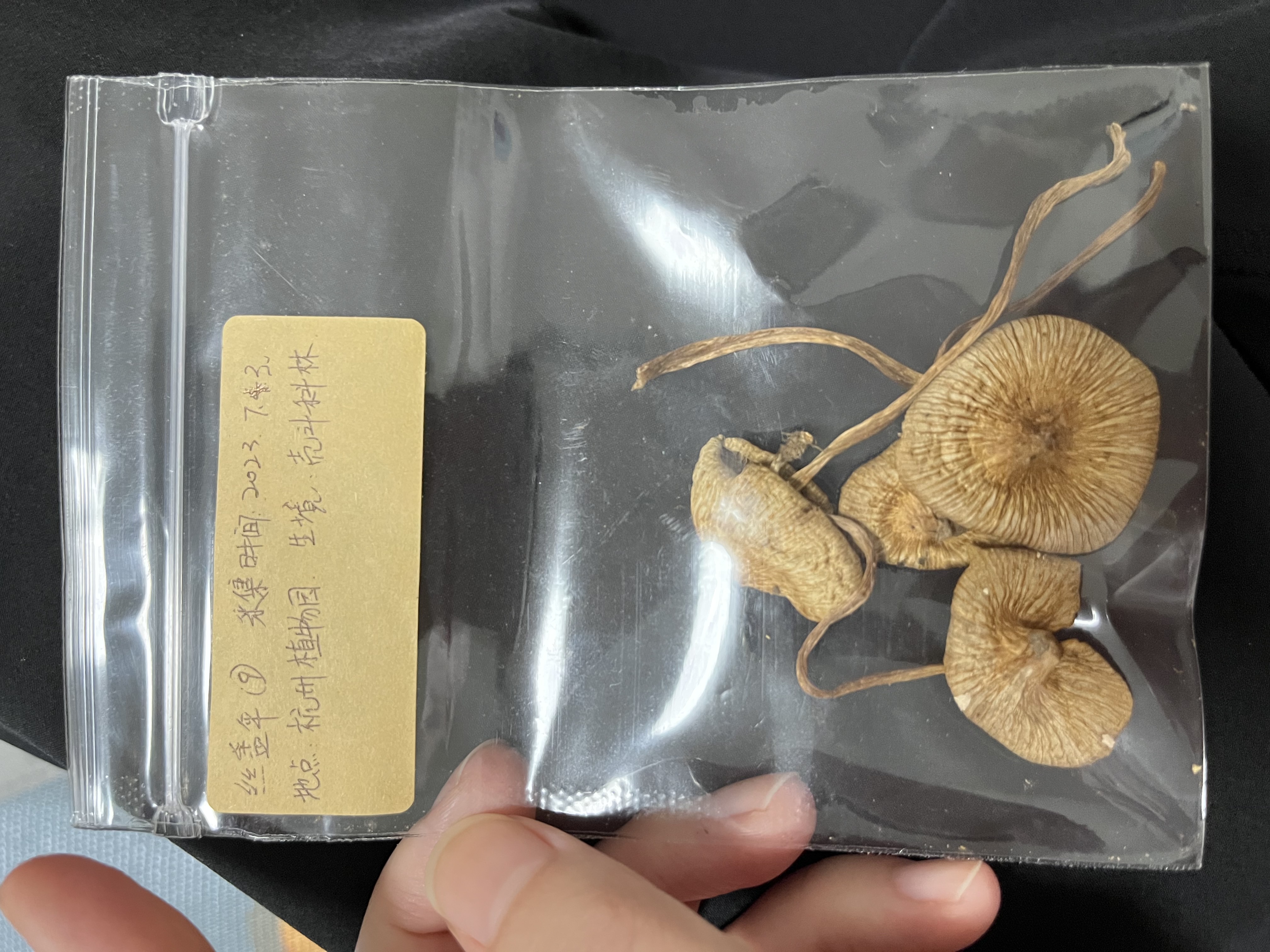 标本图片