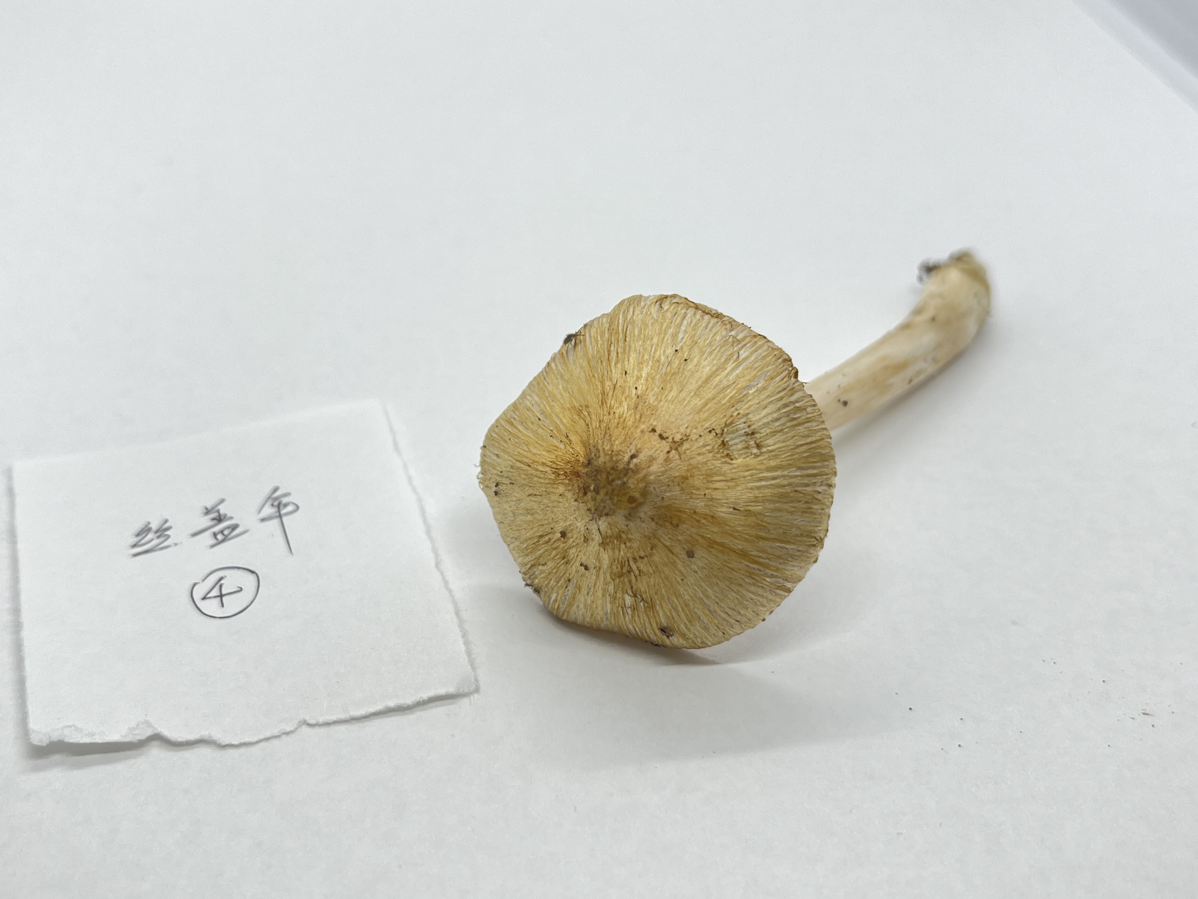 标本图片