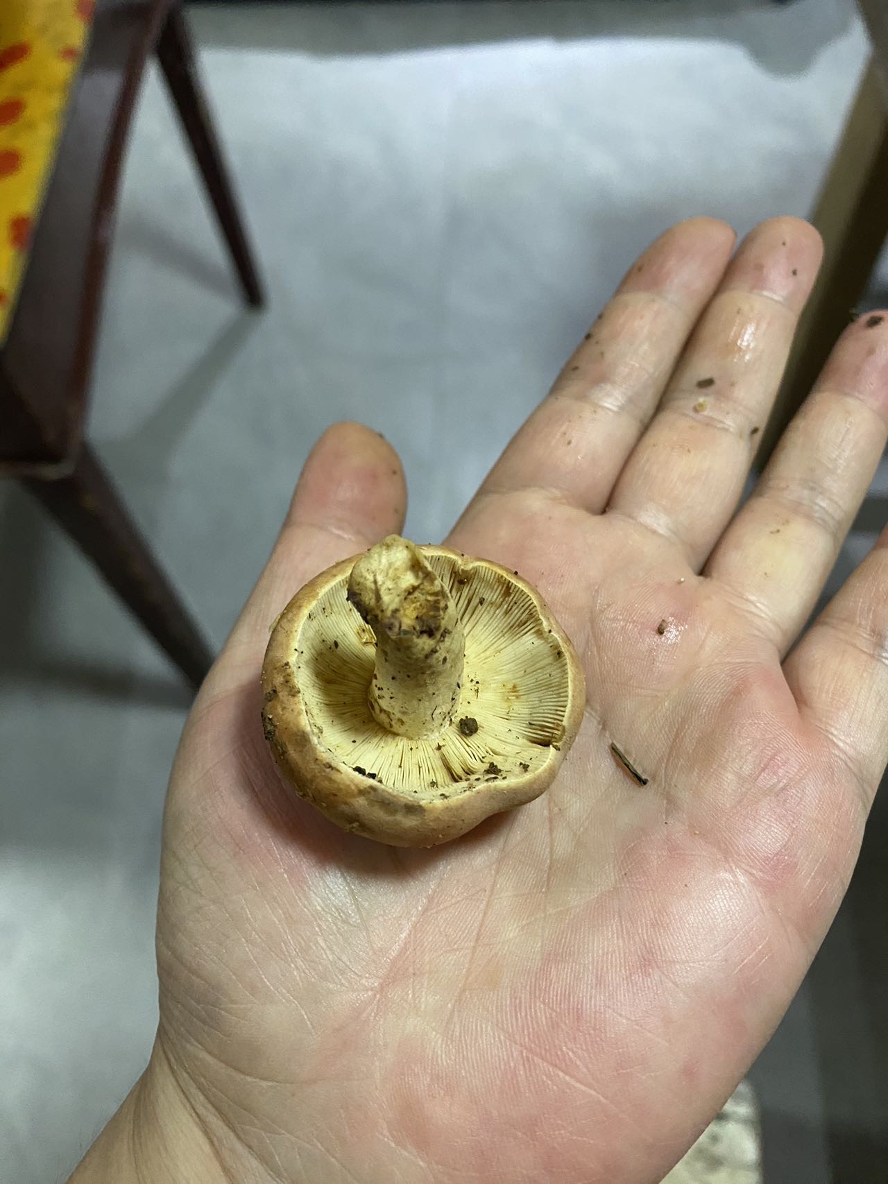 标本图片