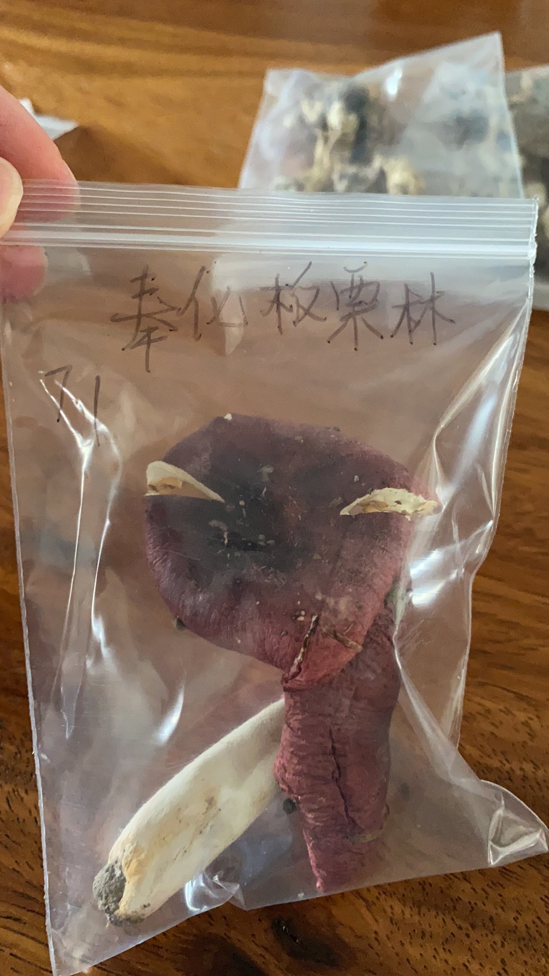 红菇属