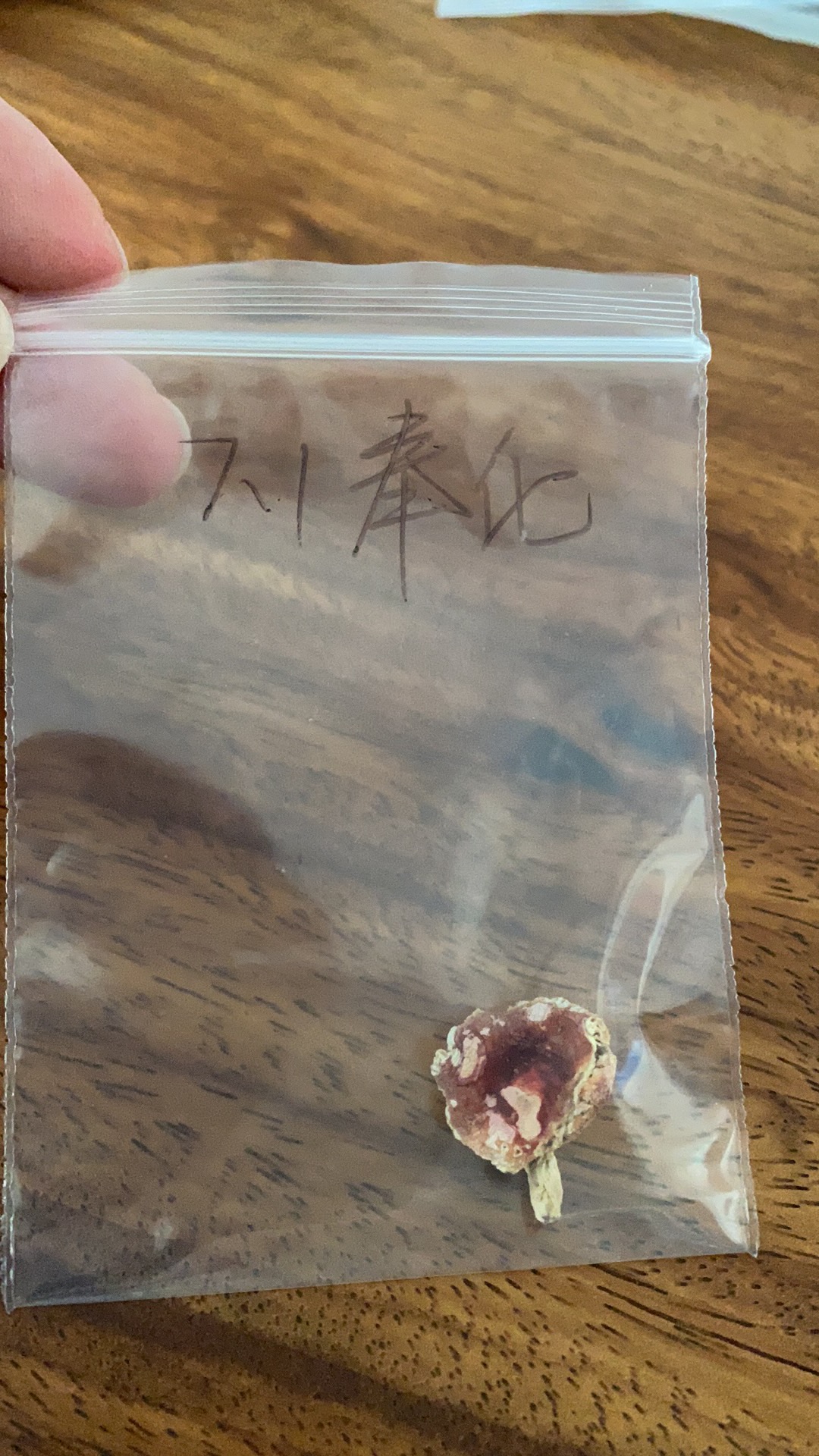 红菇属