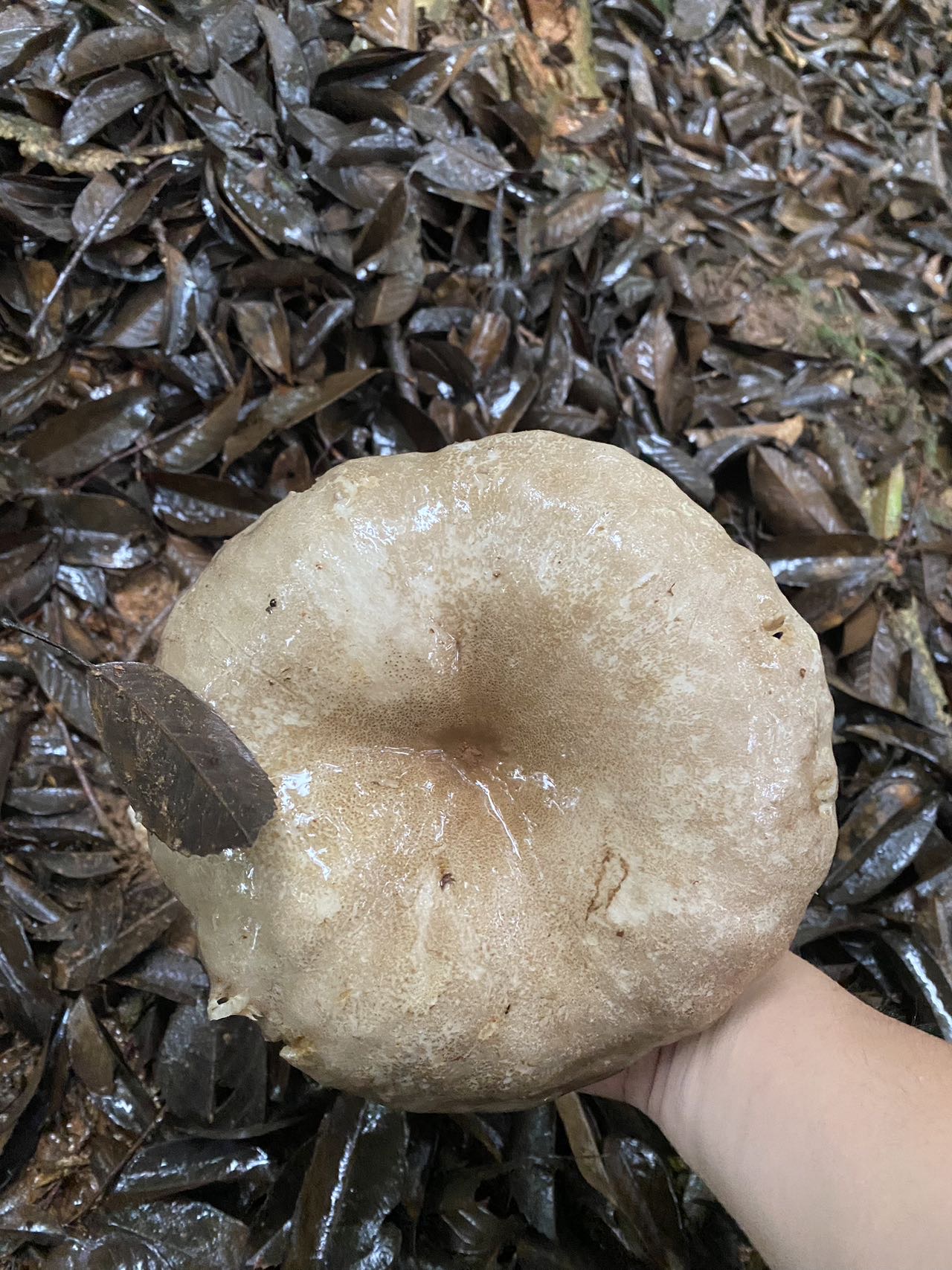 亚稀褶红菇