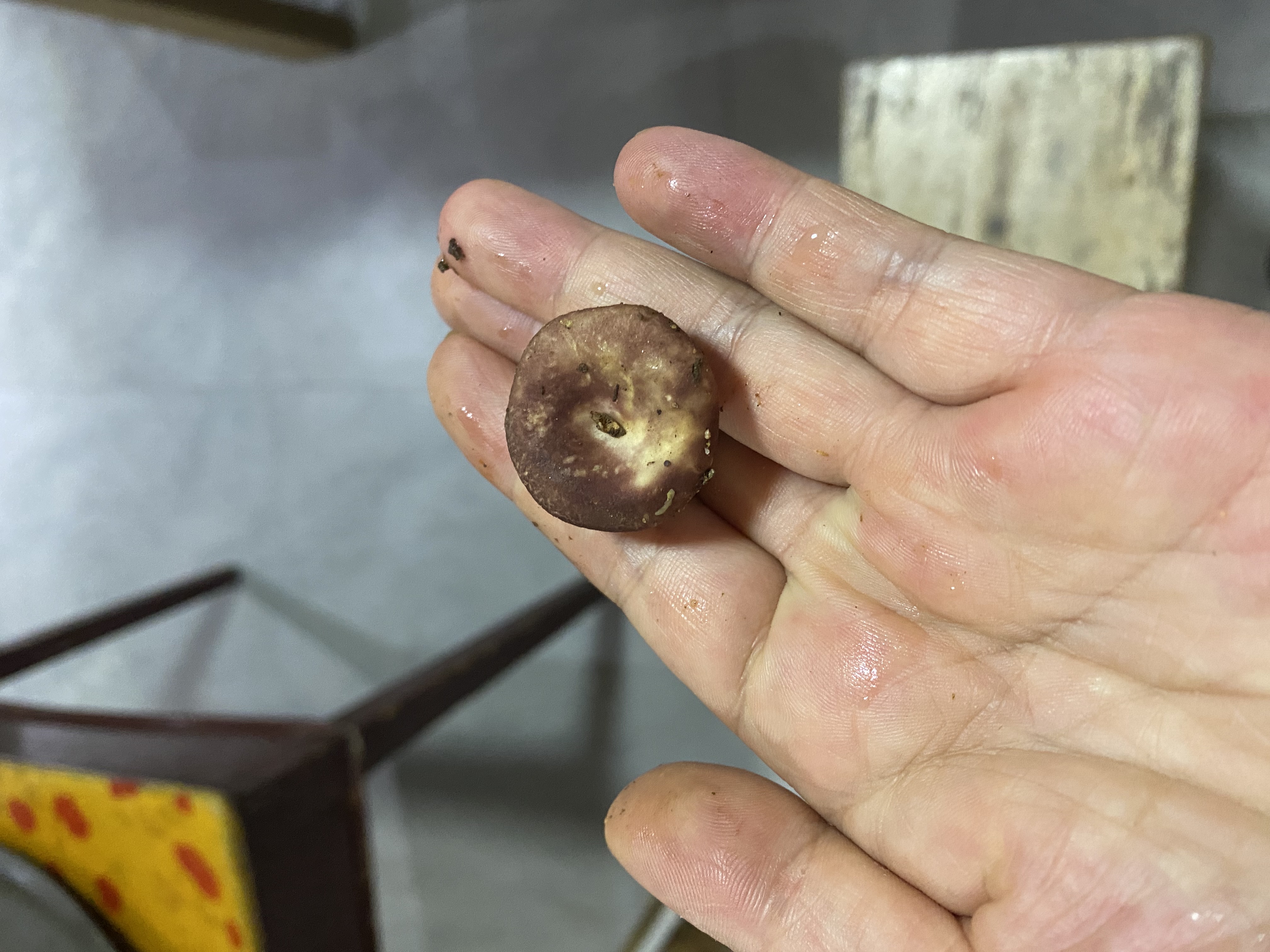 红菇属