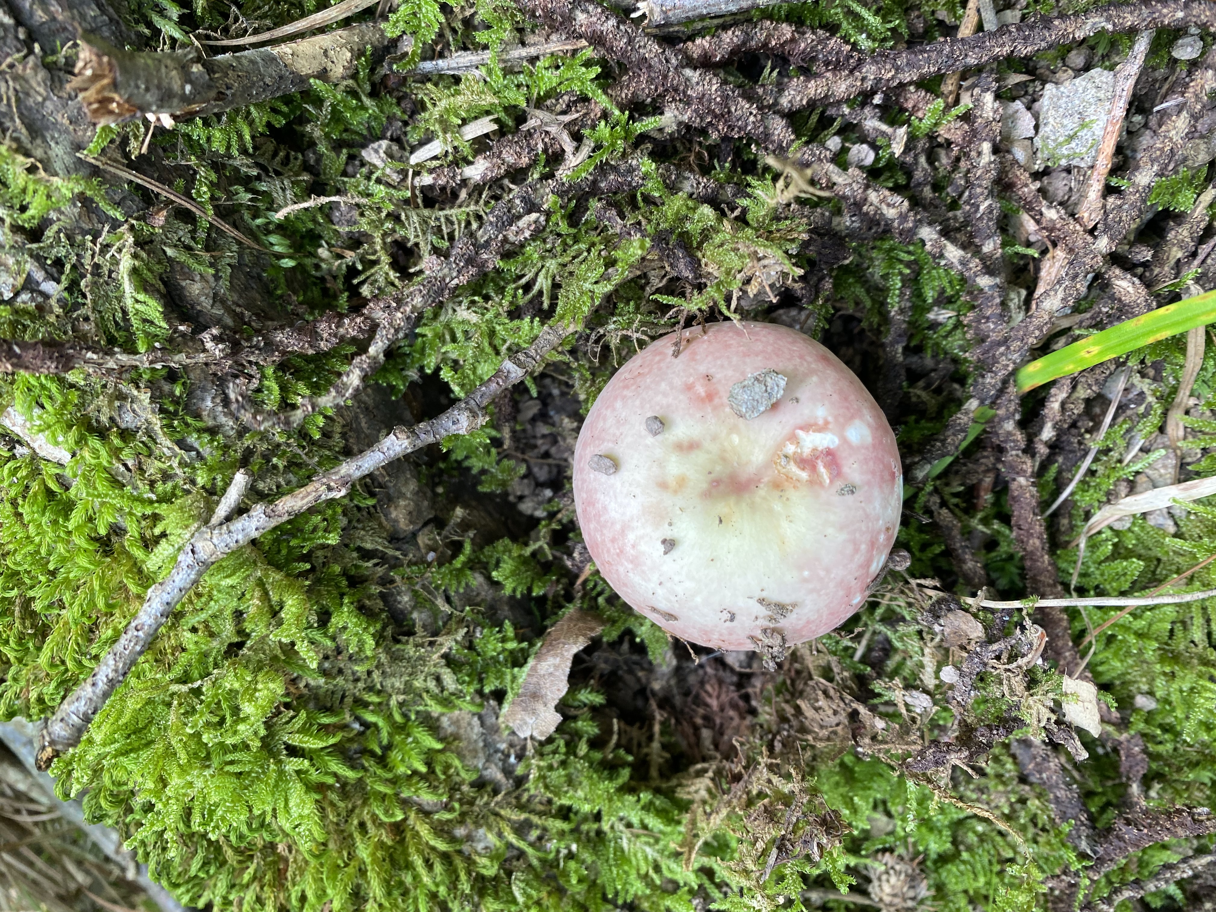 红菇属