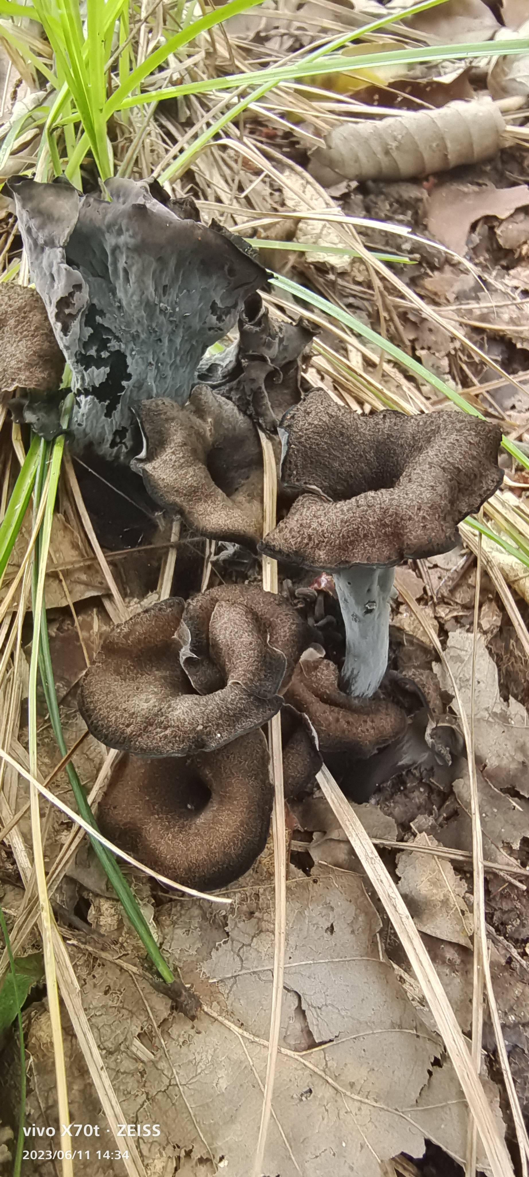 灰喇叭菌