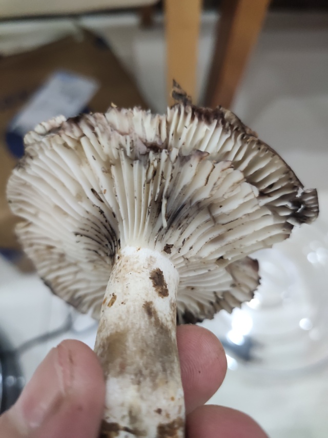 红菇属