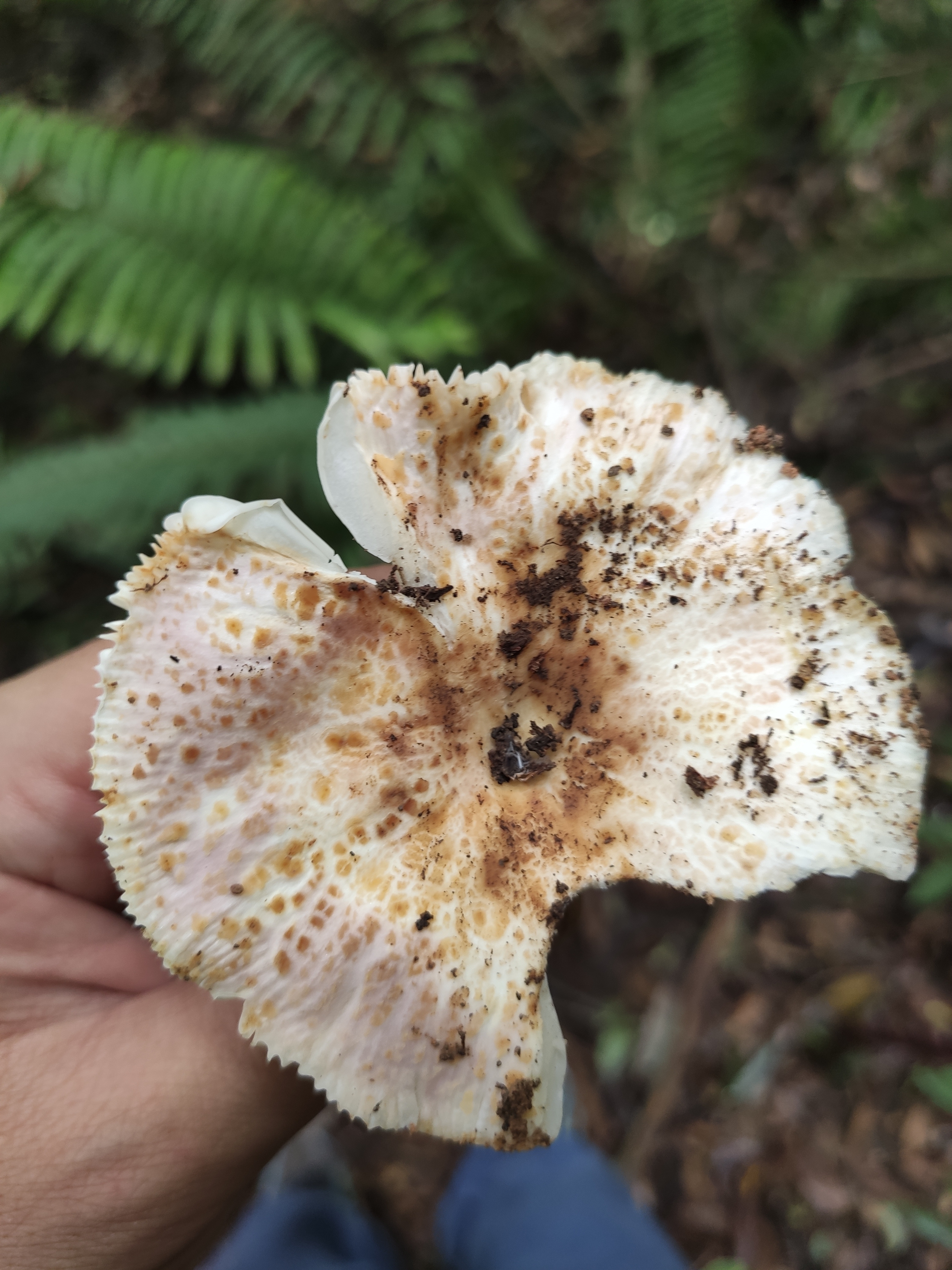 红菇属