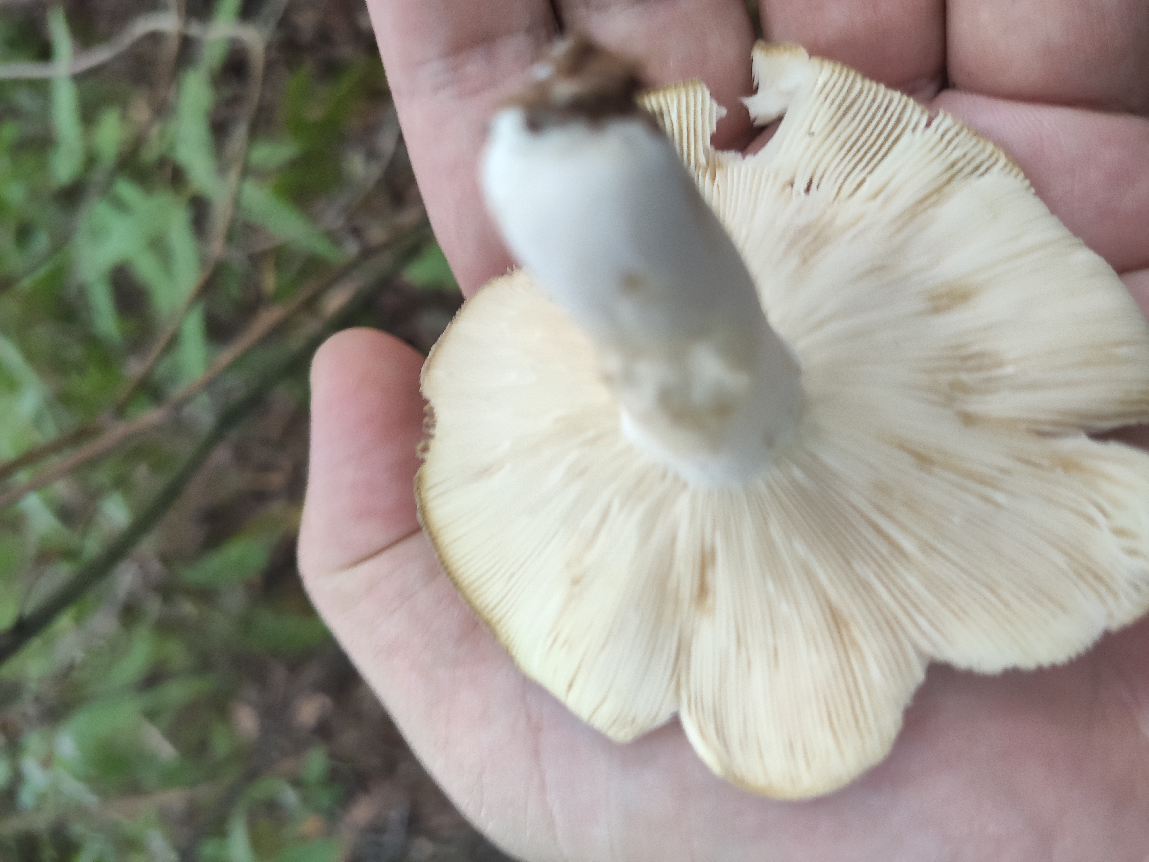 红菇属