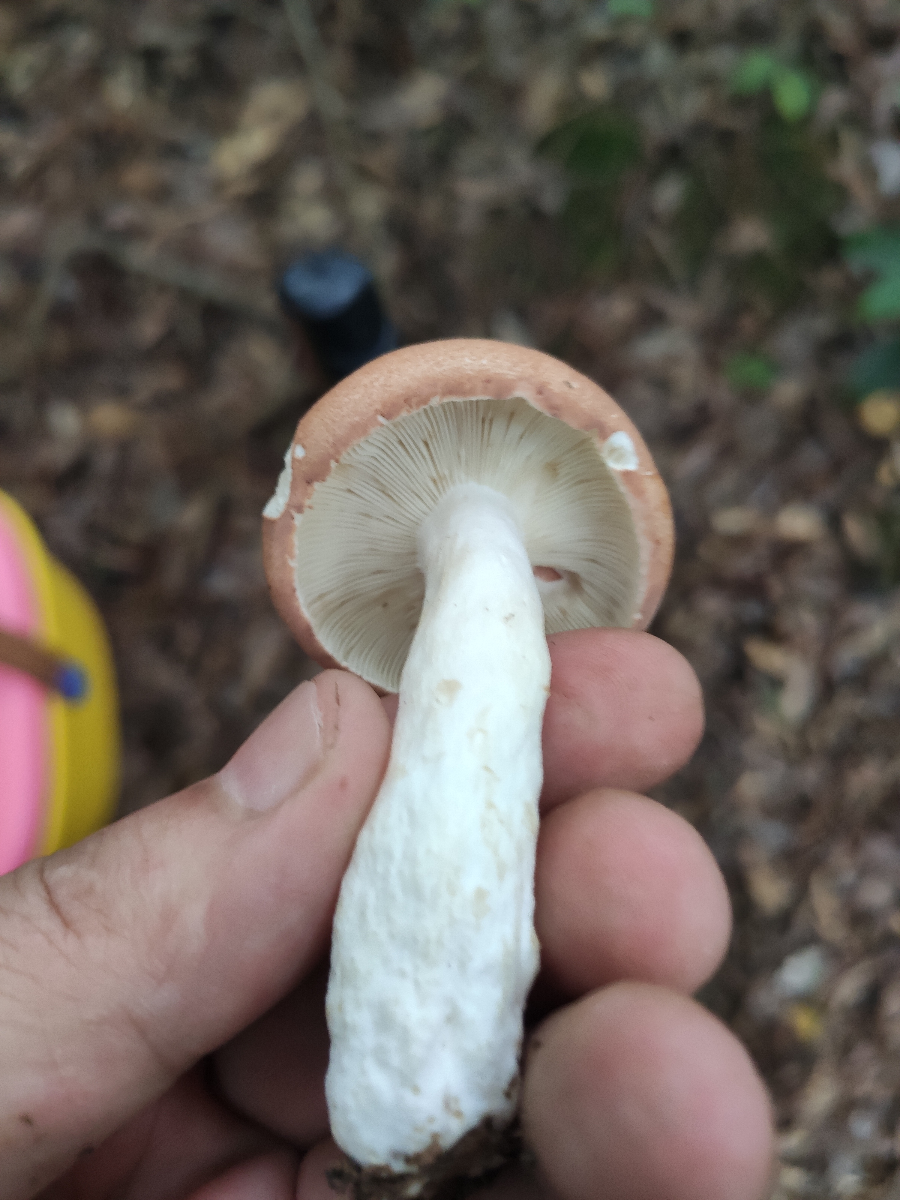 假致密红菇