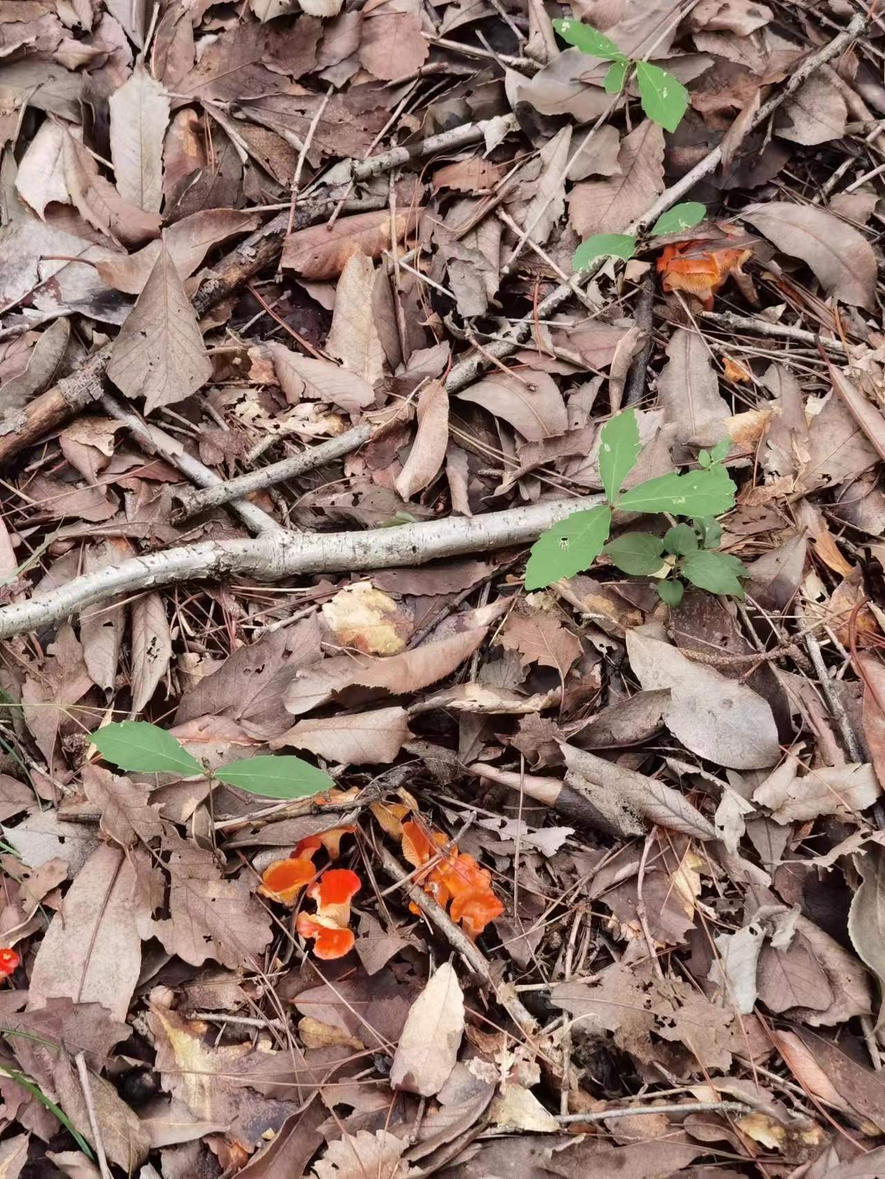 桃红鸡油菌