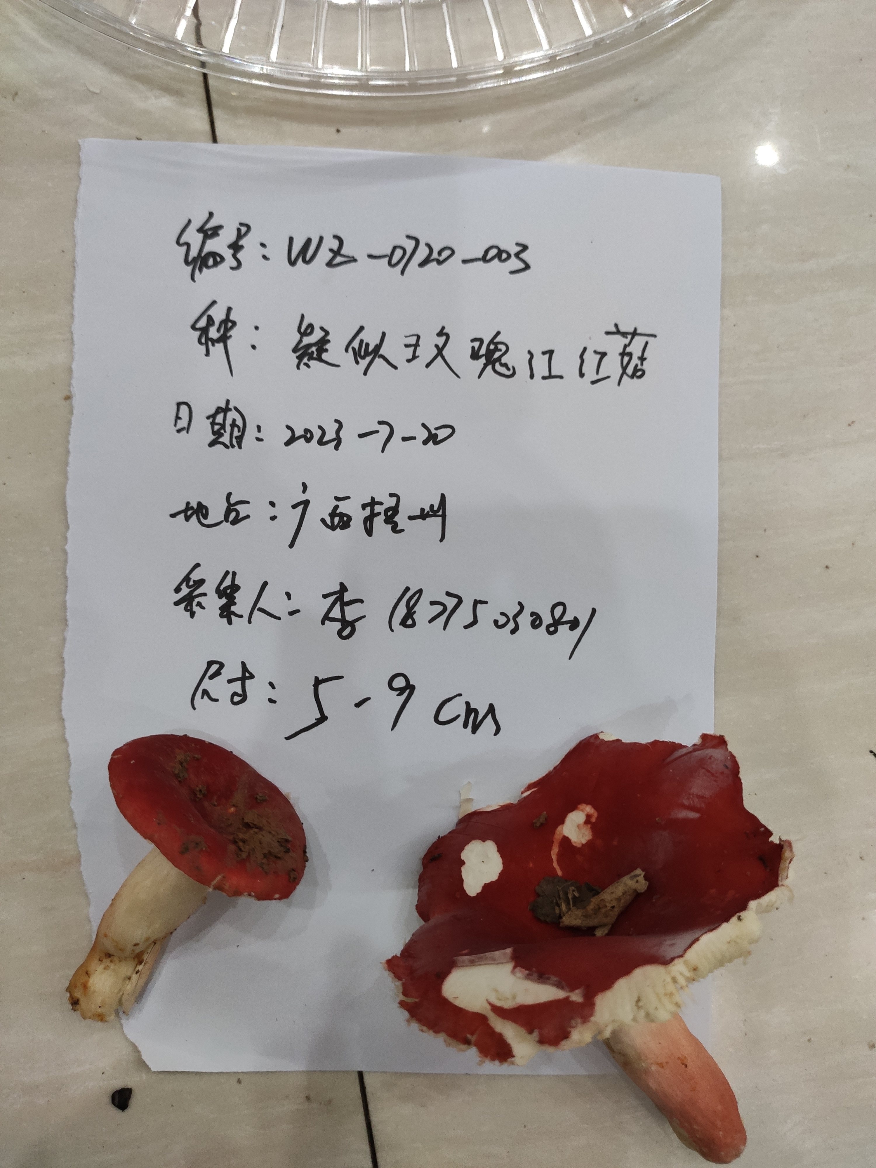 标本图片
