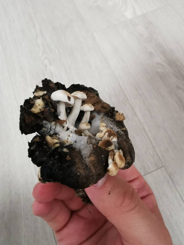 标本图片