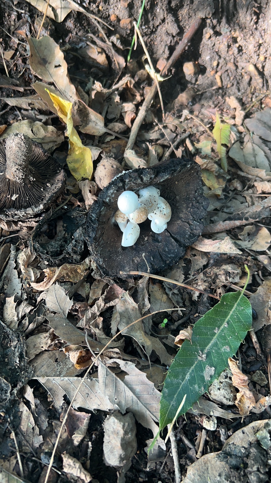 星孢寄生菇