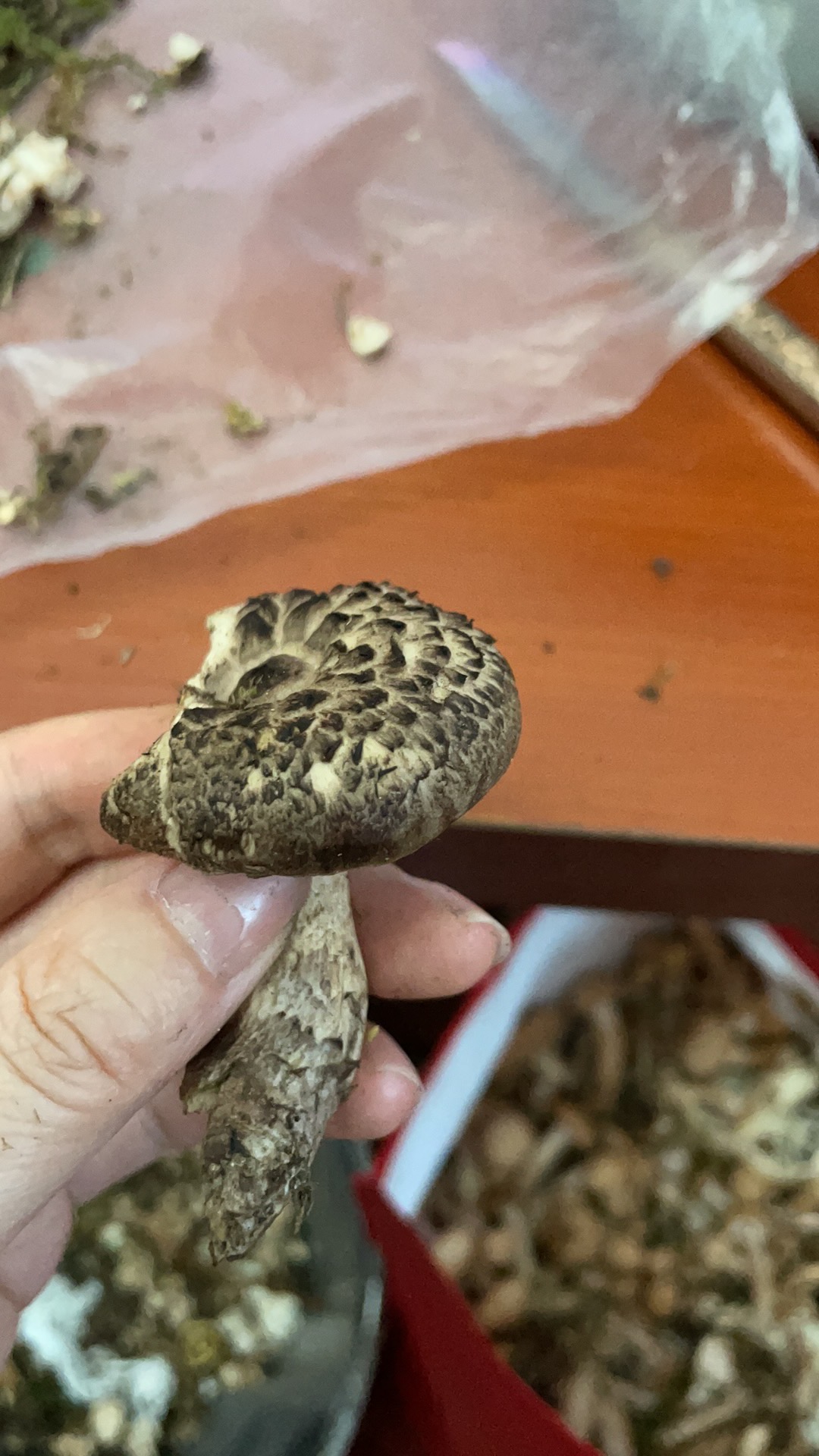 翘鳞肉齿菌