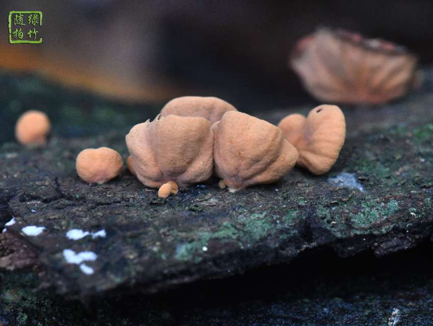 炭褶菌