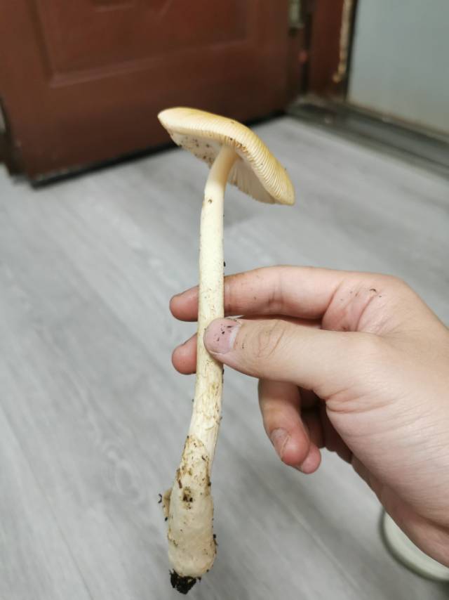 标本图片