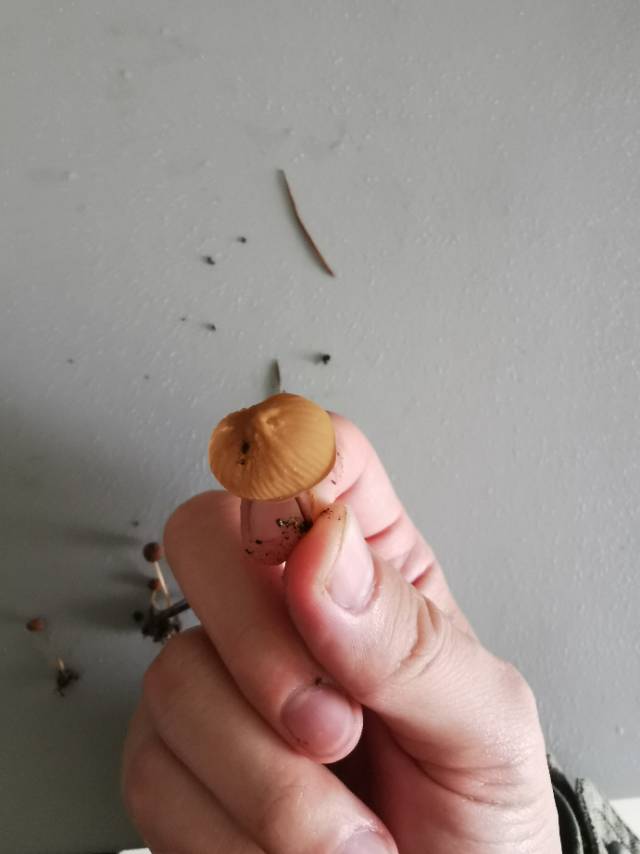 花盖小皮伞