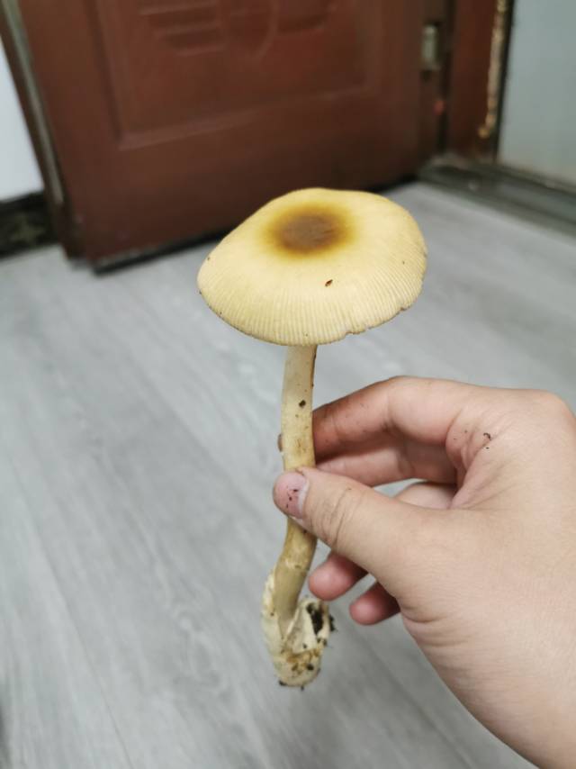 标本图片