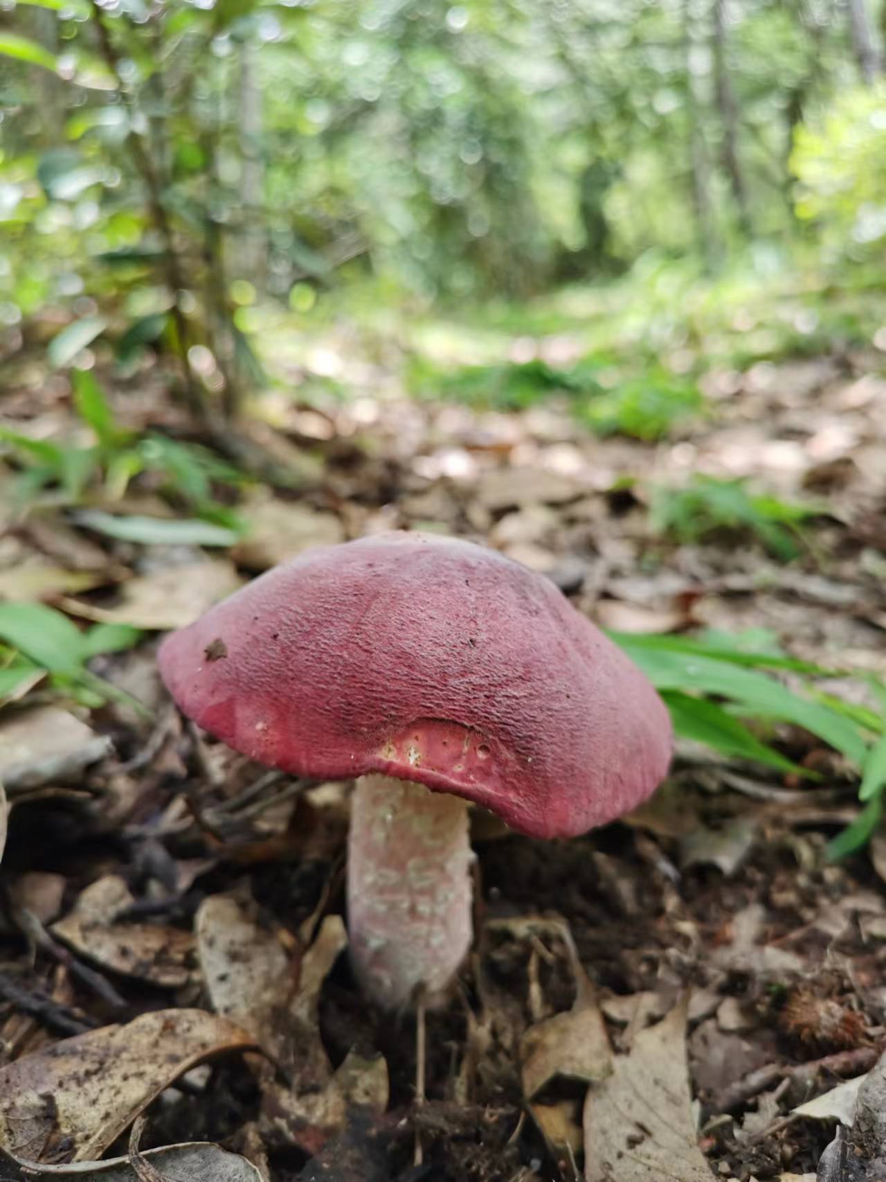 灰肉红菇