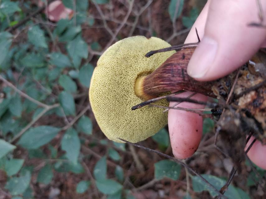 普陀山条孢牛肝菌