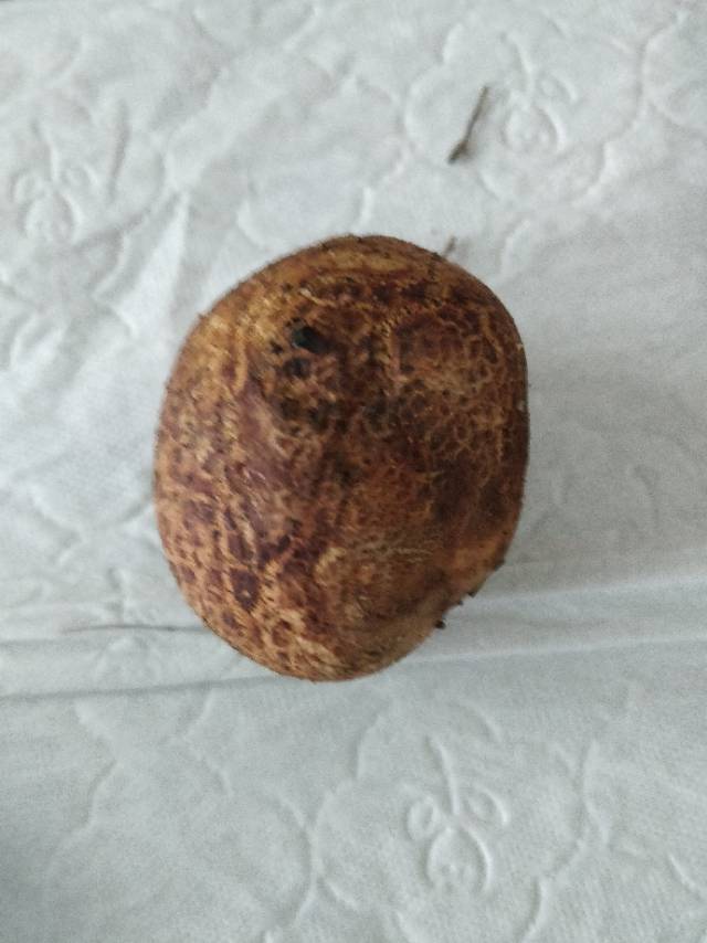 彩色豆马勃