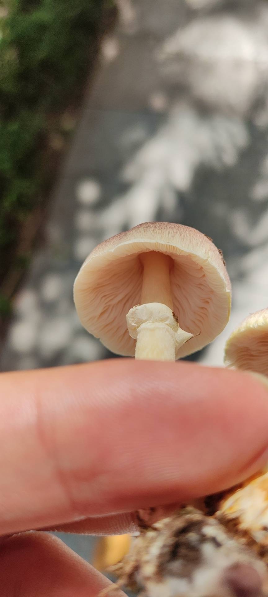 Agaricus sp. nov.