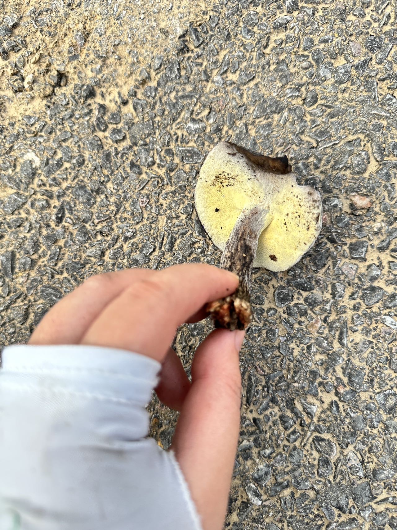 金孢寄生菌