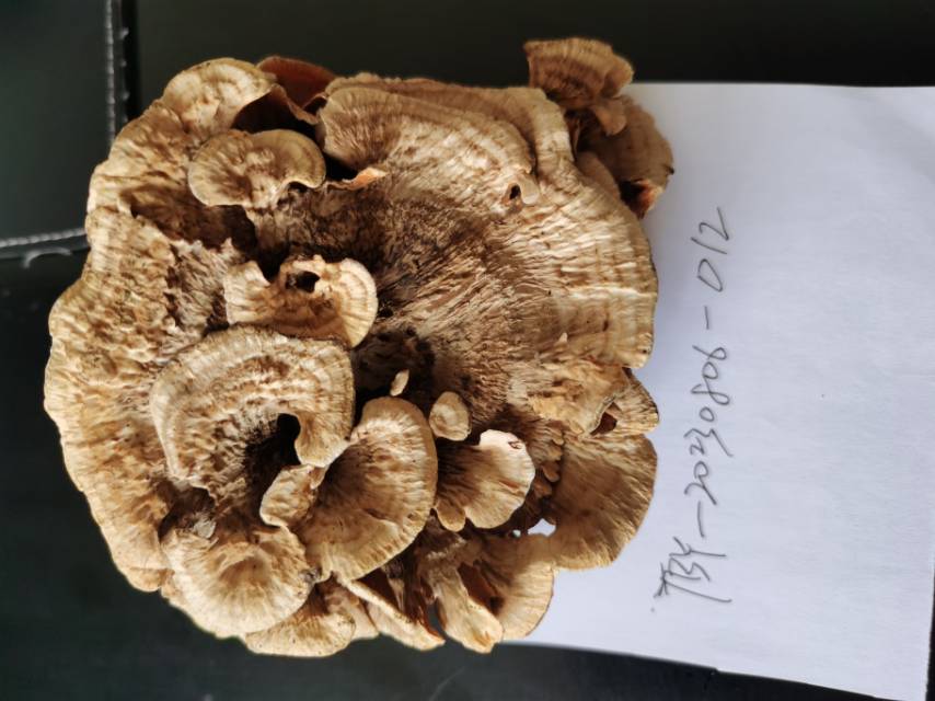 橙黄革菌