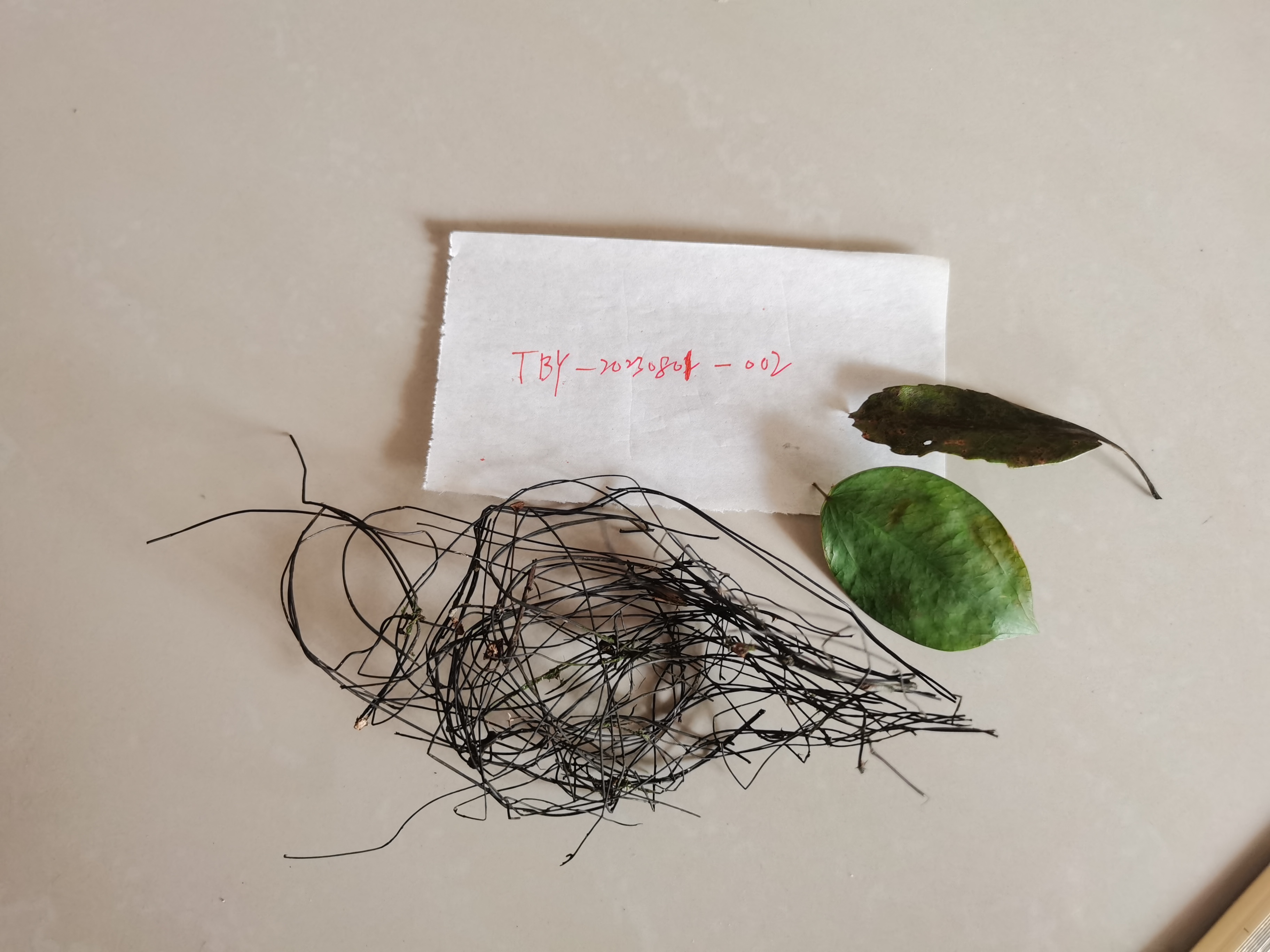 拟小皮伞