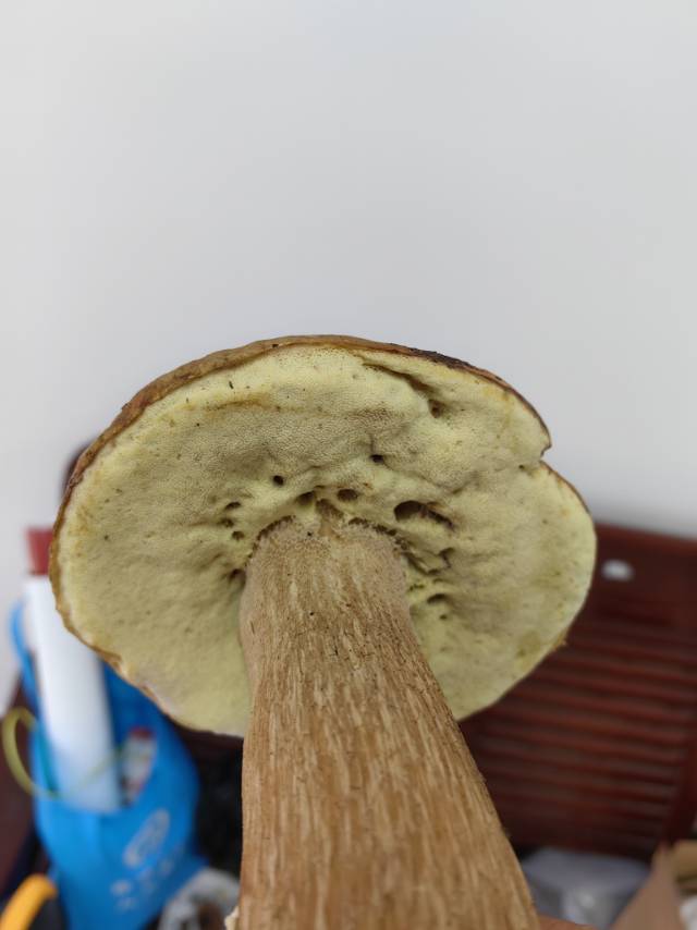 标本图片