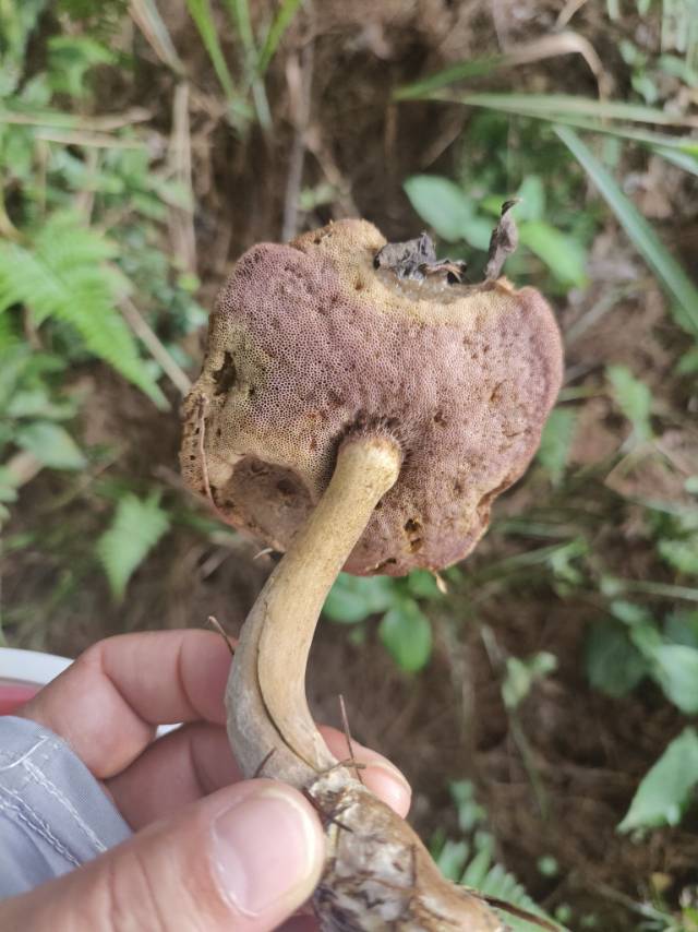 标本图片