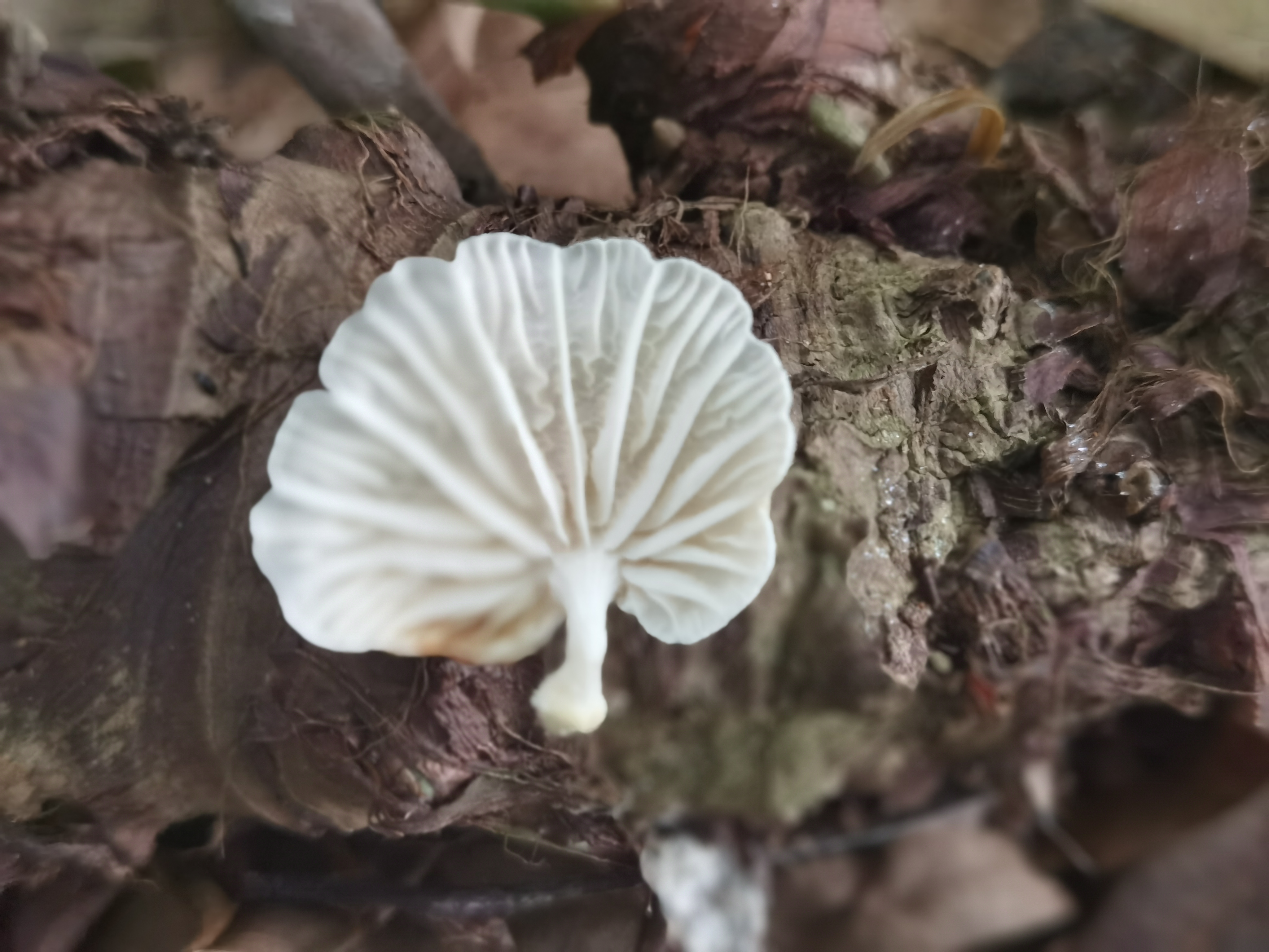 近缘小皮伞