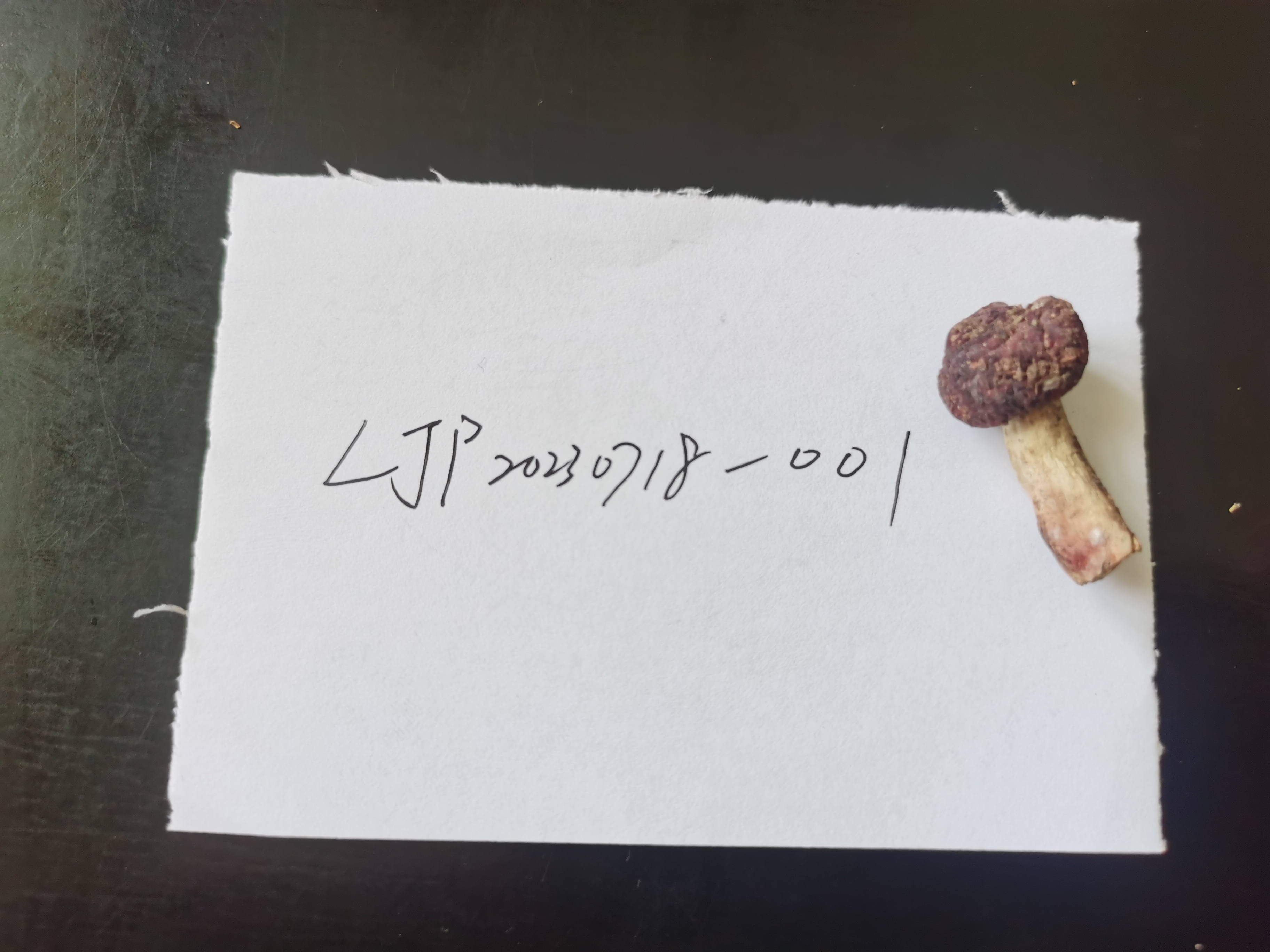 标本图片