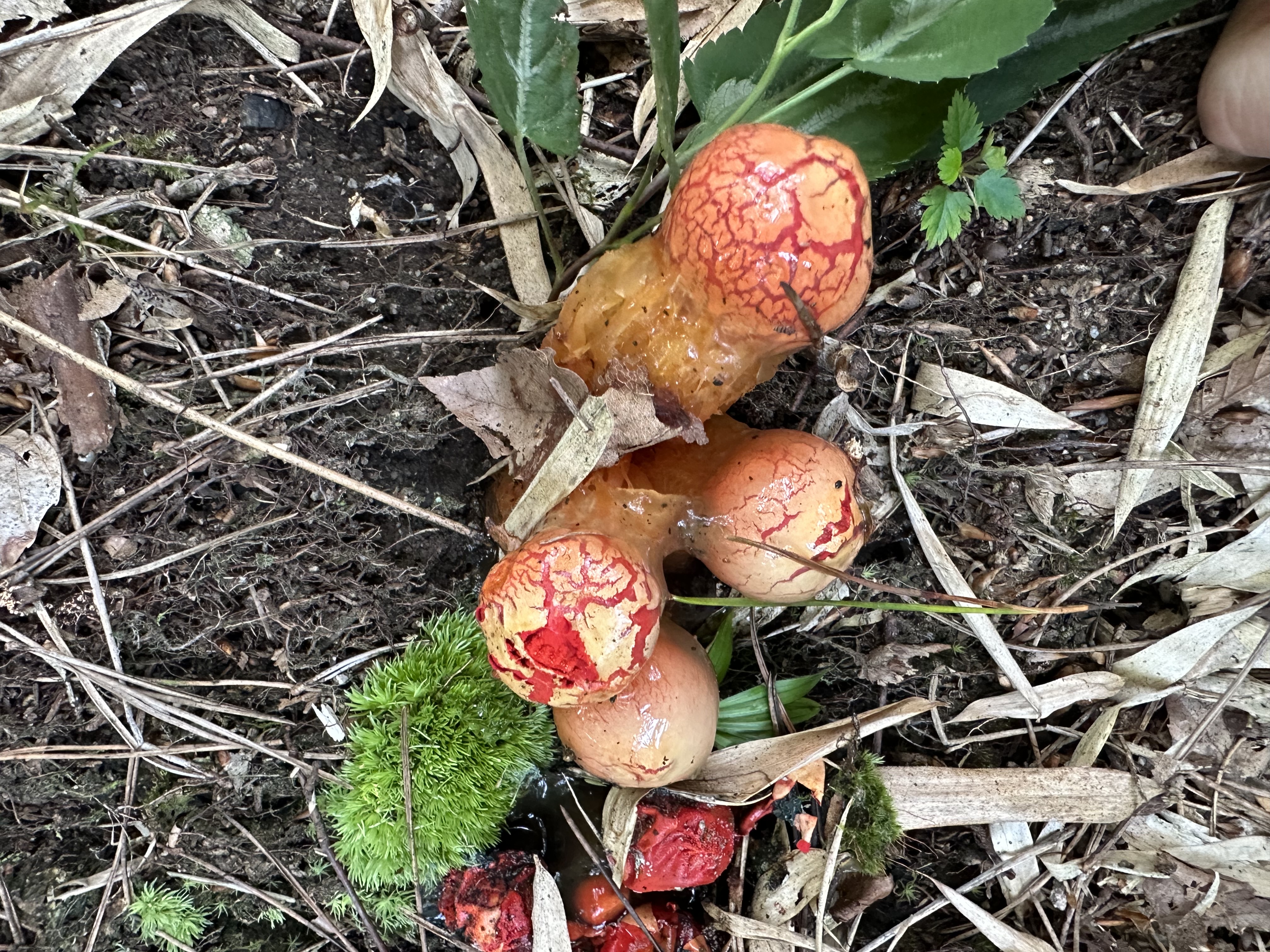 标本图片