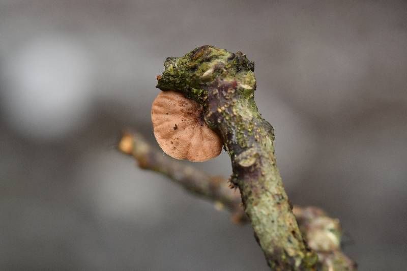 Gymnopus sp.